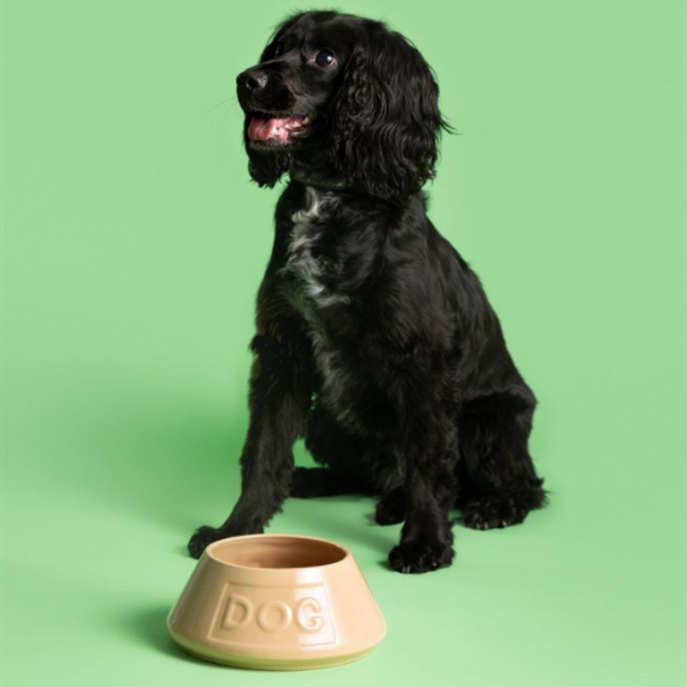 Bowl Perro Beige AntiVuelco 21cms-4