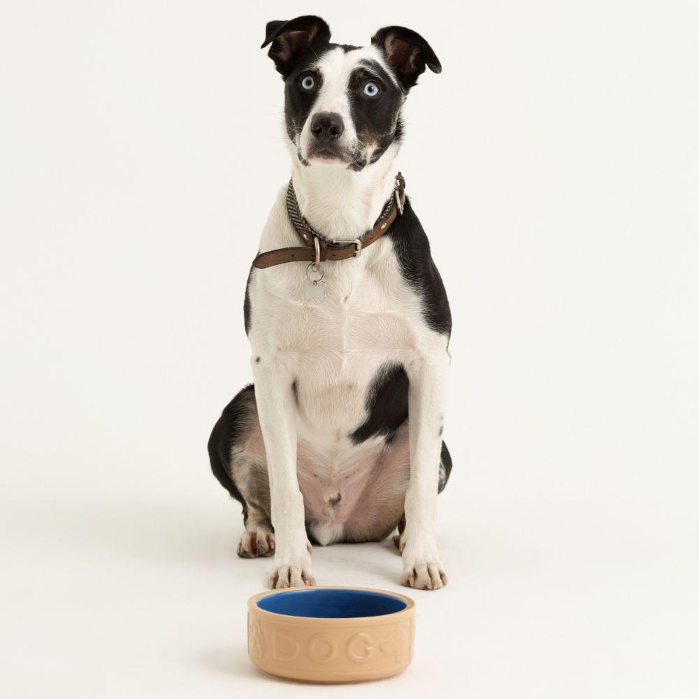 Bowl Perro Beige Azul 18cms-2
