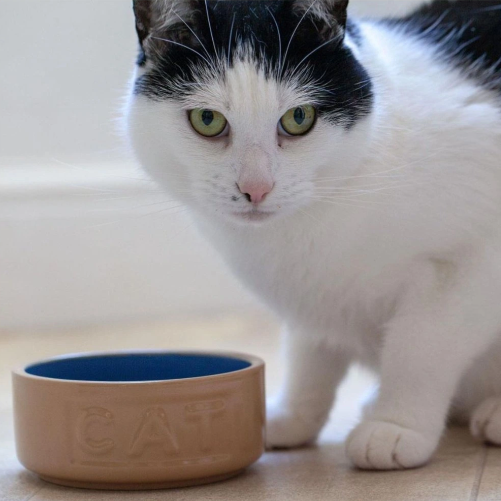 Bowl Gato Beige Azul 13cms-2