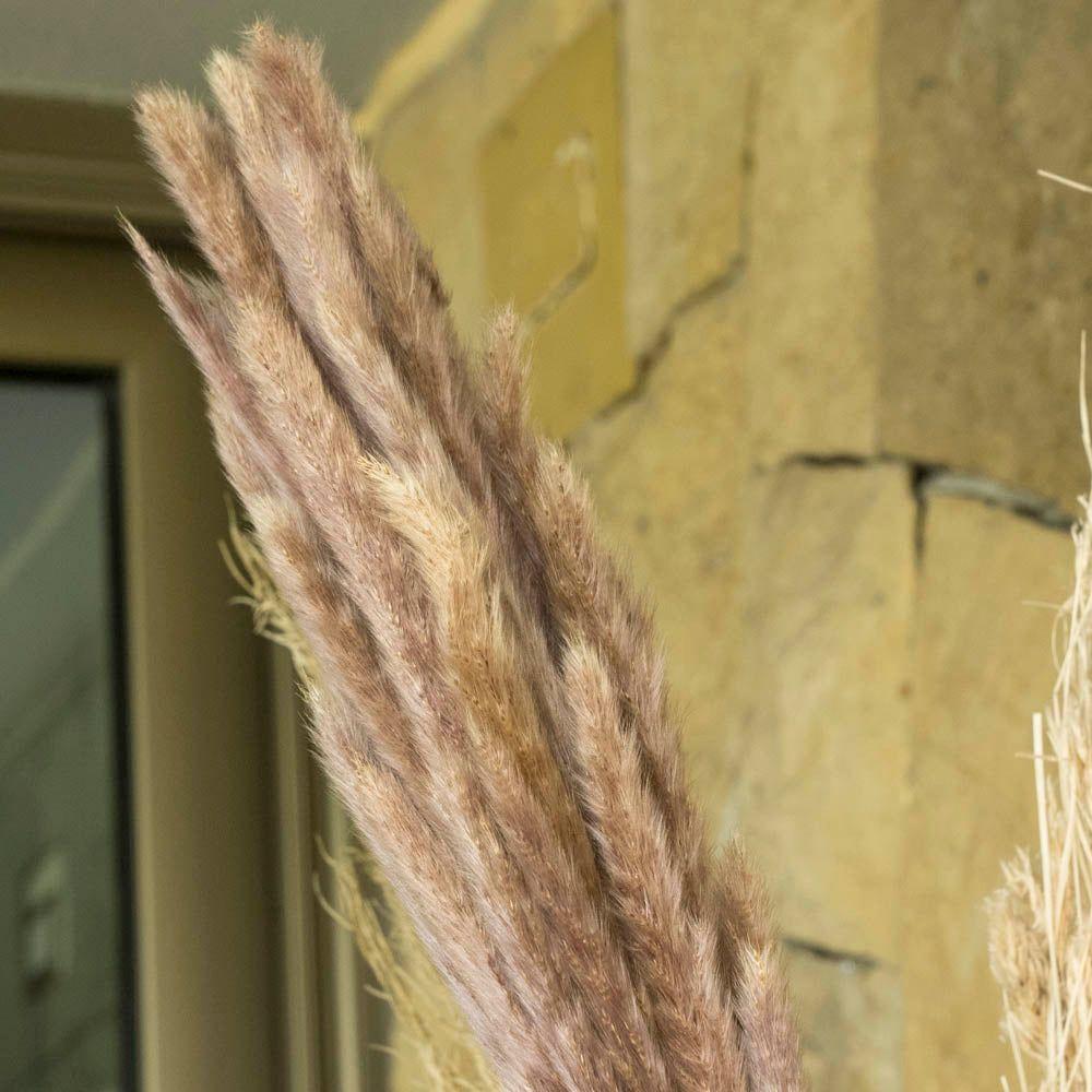 PAMPAS CON TALLO DE SAUCE 120 CM-1