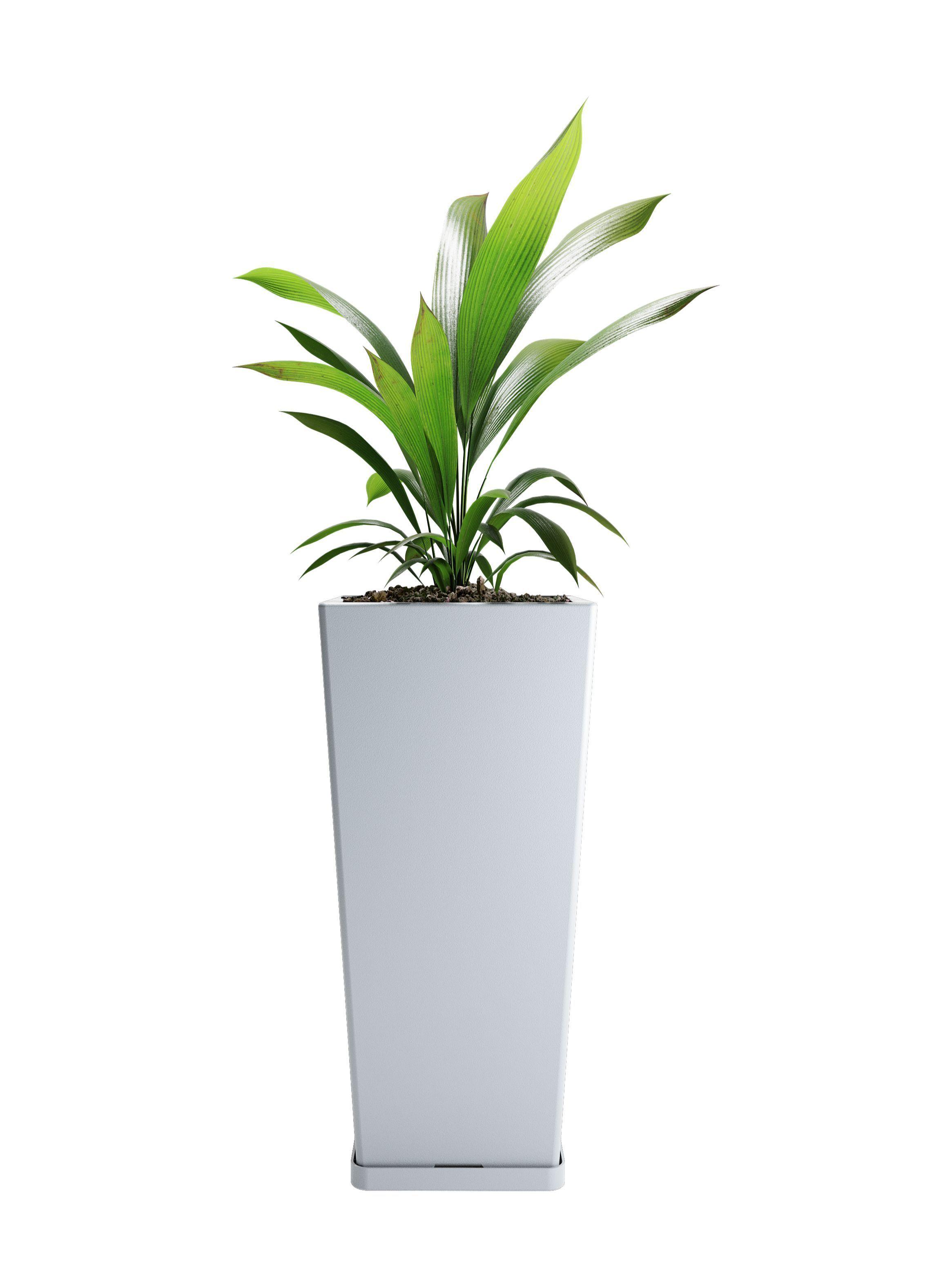 Gris Perla