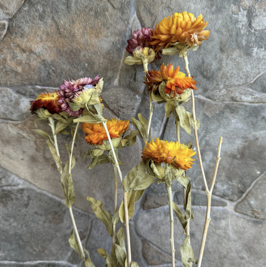 Flores secas-0