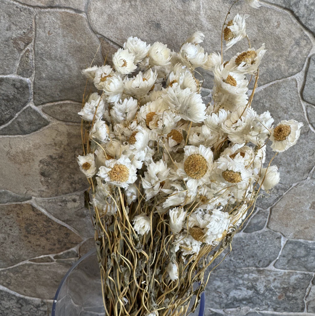 Flores secas-0