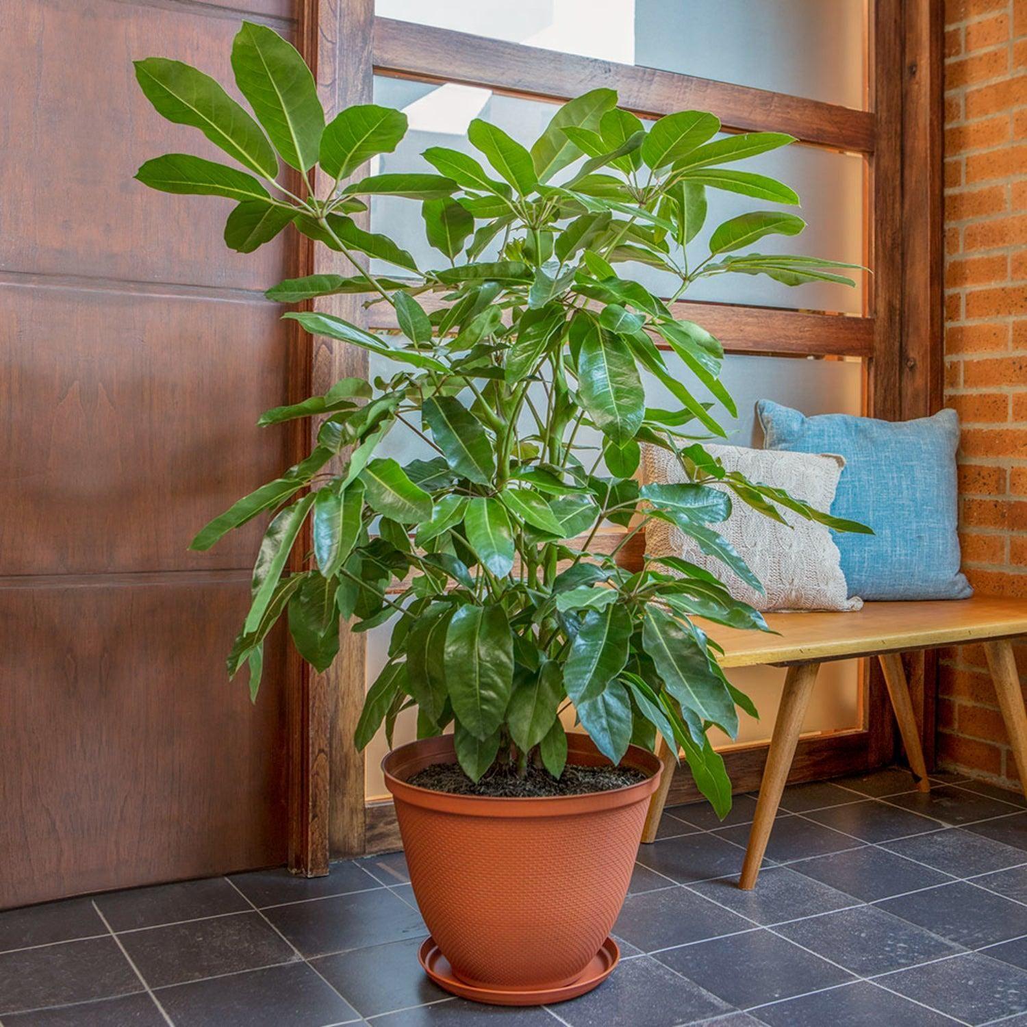Macetero plastico textura con base Terracota 35 cm Rimax-4