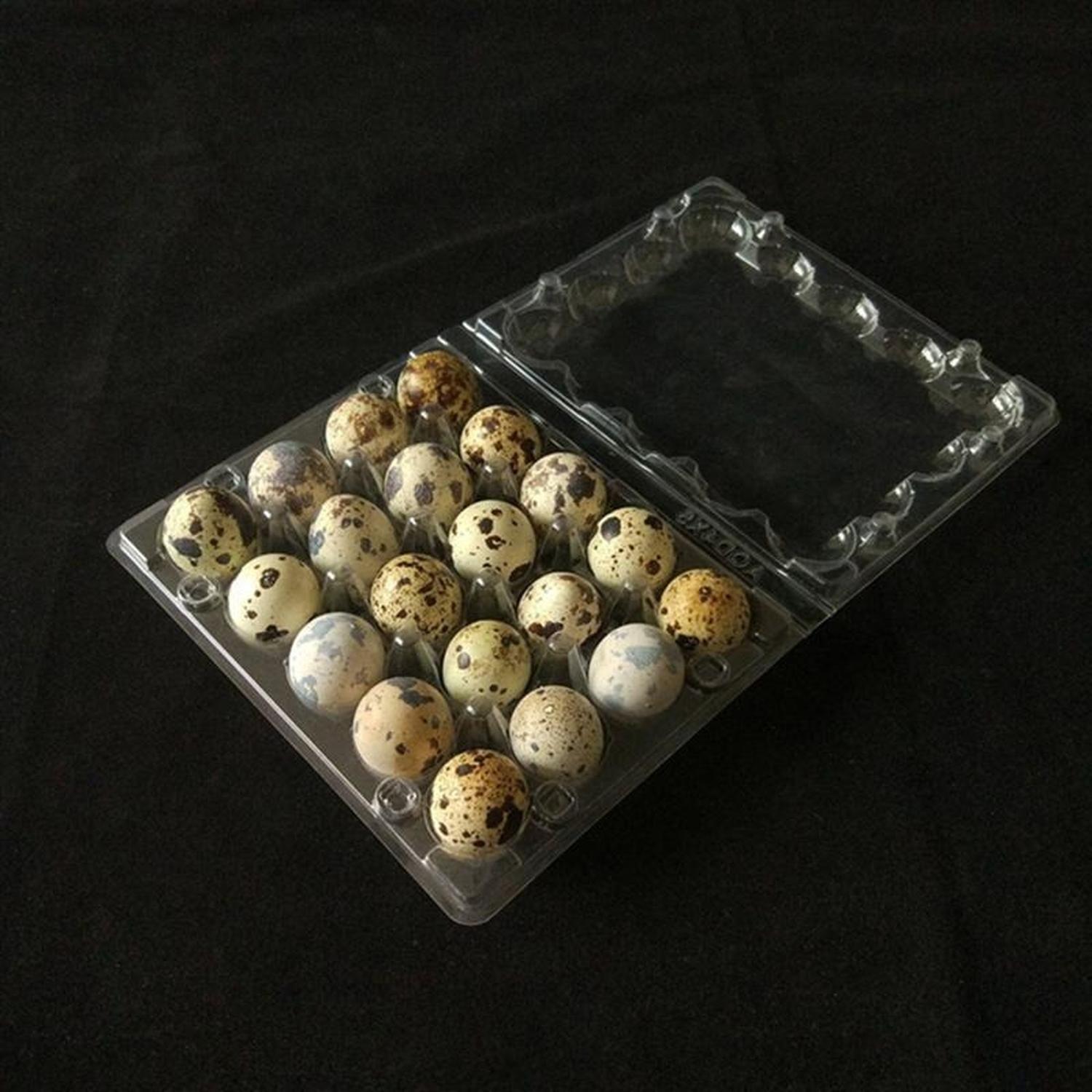Pack 600 Cajas Bandejas de Plástico de 24 Huevos de Codorniz-3