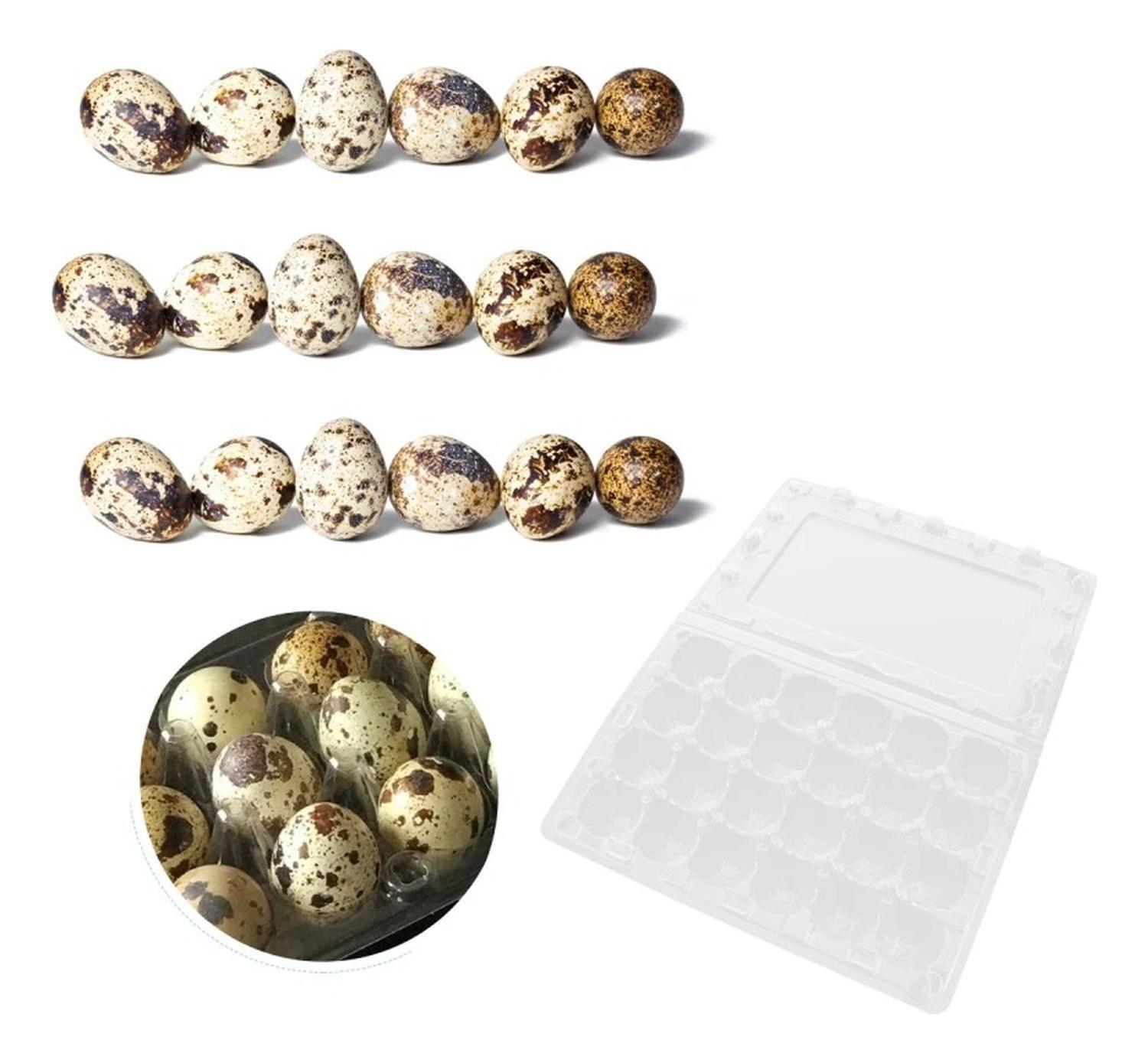Pack 600 Cajas Bandejas de Plástico de 24 Huevos de Codorniz-4