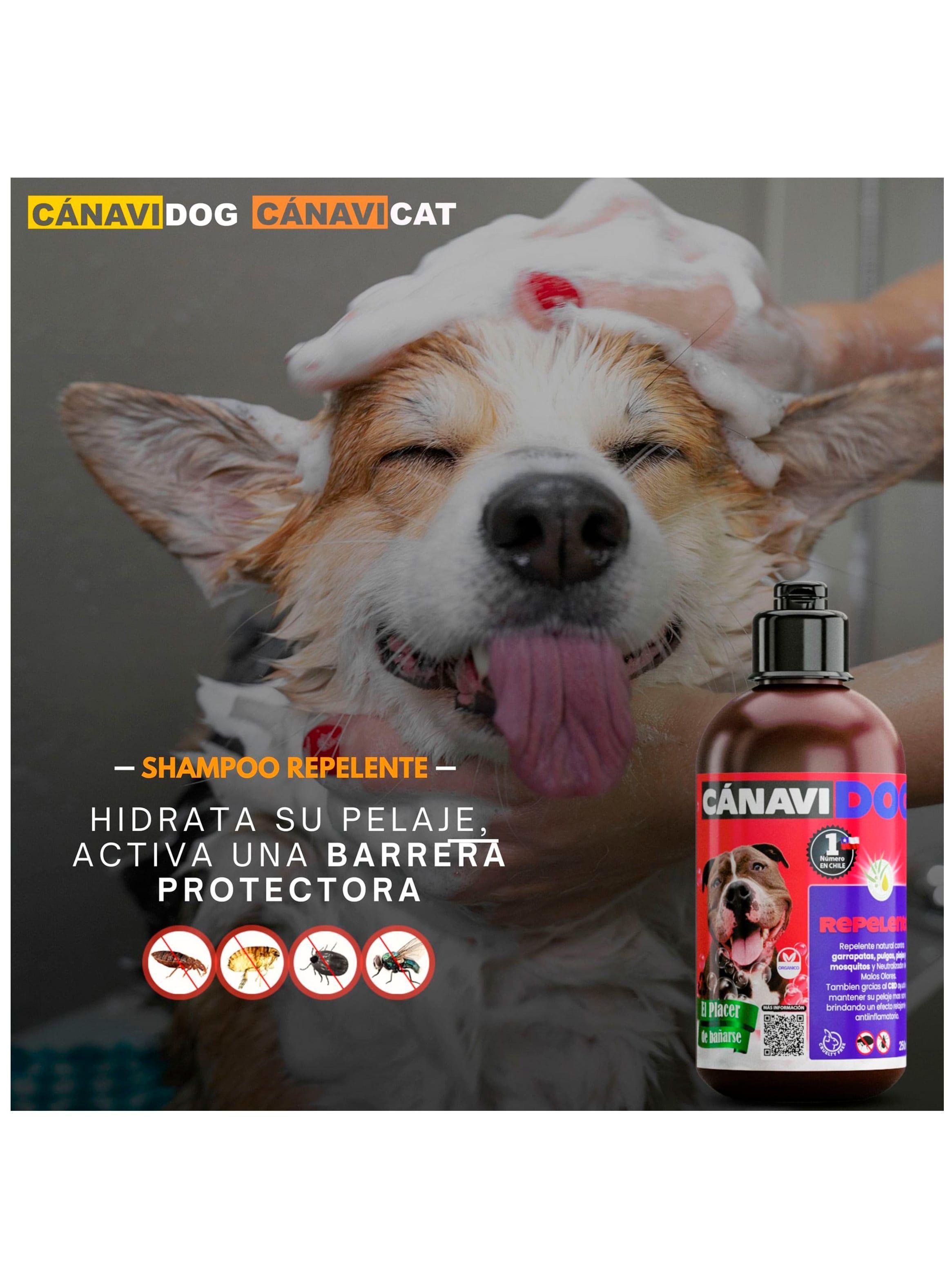Shampoo Repelente- Aceites Esenciales, Eucaliptus y Menta-1