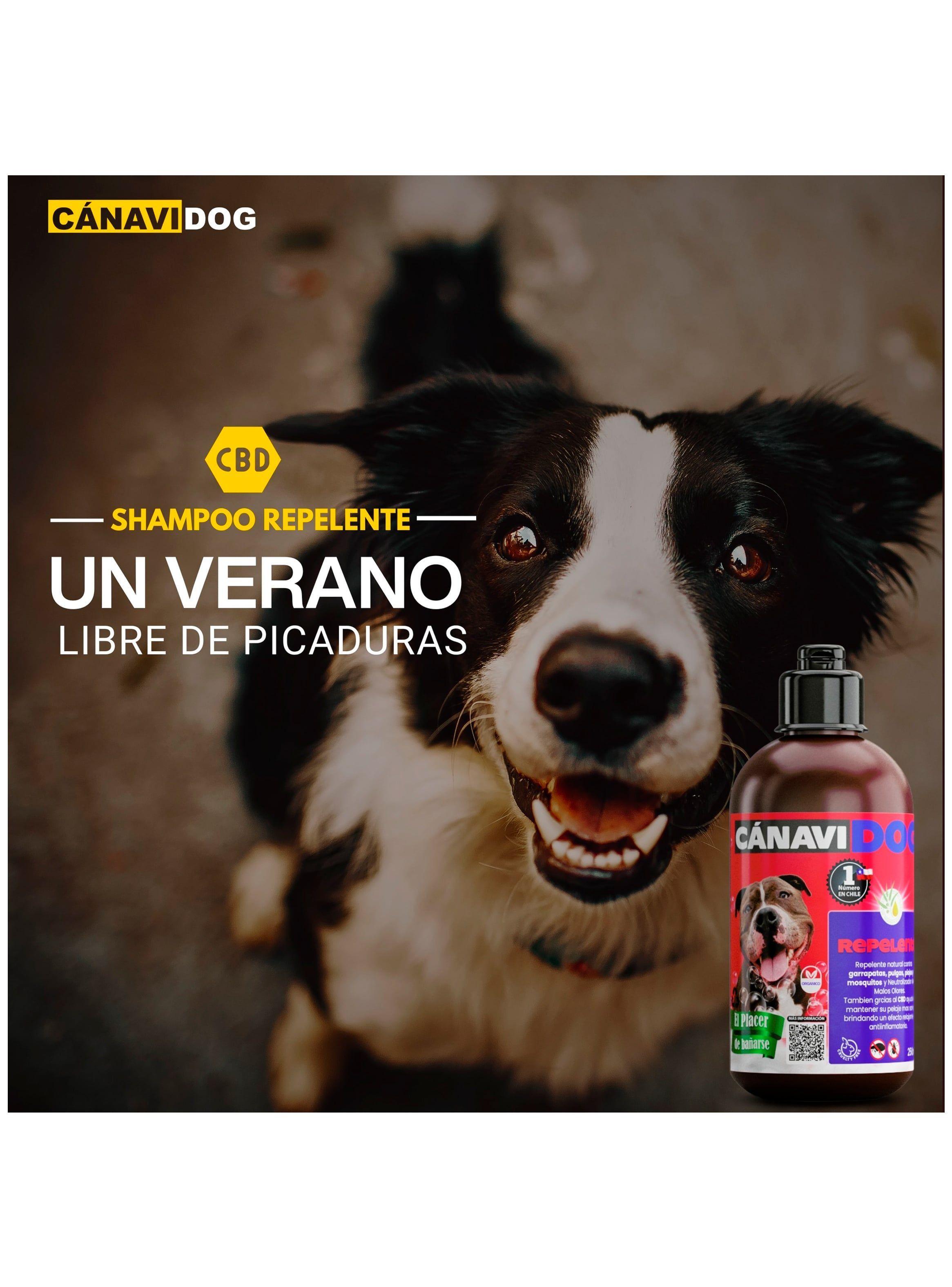 Shampoo Repelente- Aceites Esenciales, Eucaliptus y Menta-2