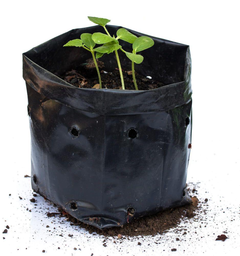 Bolsas Planta Plastica Para Almácigos 20x30 Kit 100 Unidades-2