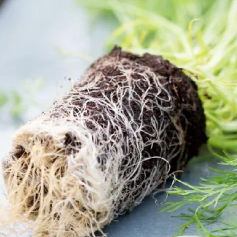 Turba Rubia / Parda Tipo Sphagnum 5 Litros-2