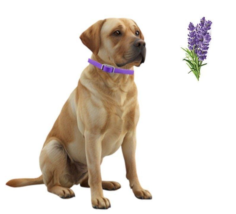 Pack 4 Collar Para Perro Con Feromonas Relajante Calmante-3