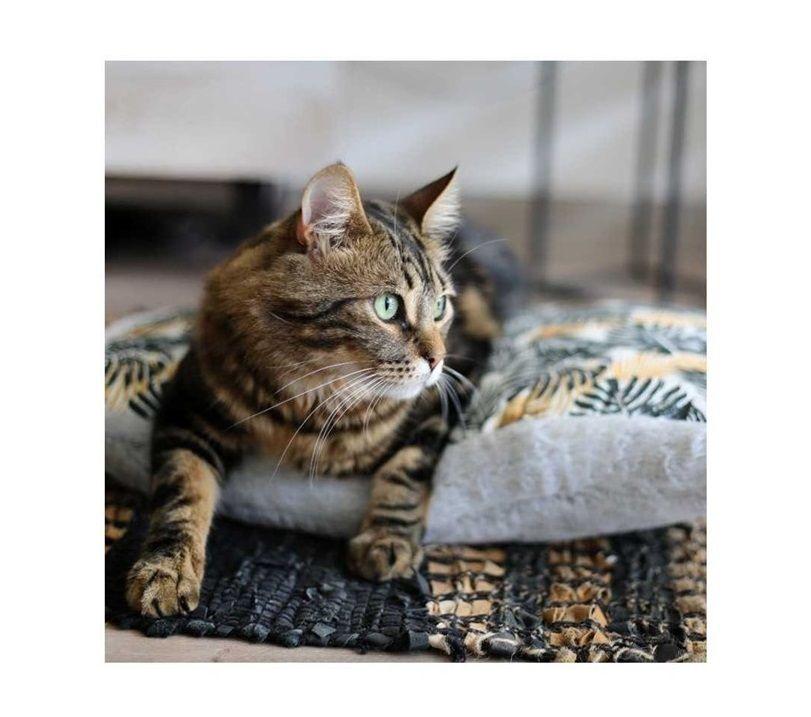 Cama Mascota Perro Gato Colchon Anti Estres 75x50cm Talla M-2