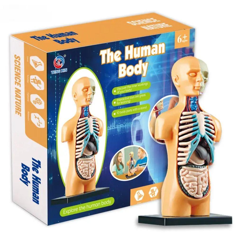 Modelo Anatómico Cuerpo Humano Armable Juguete Científico-0