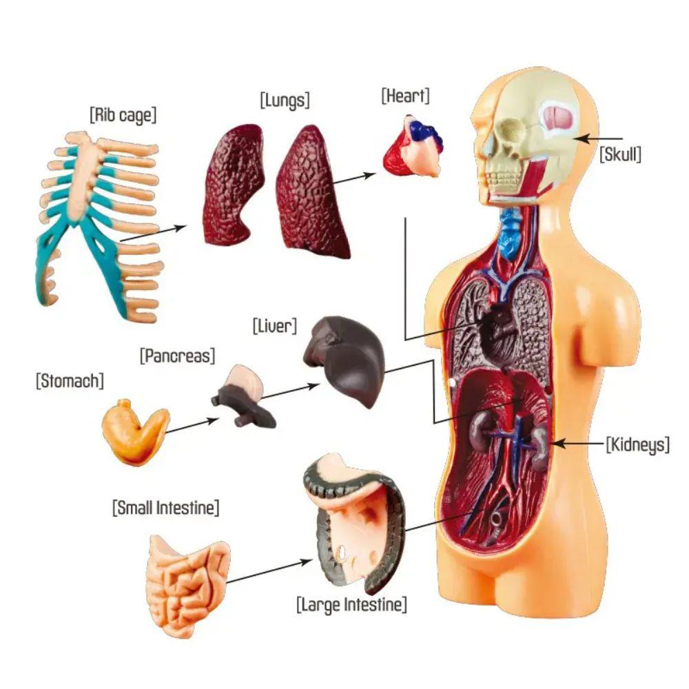 Modelo Anatómico Cuerpo Humano Armable Juguete Científico-1