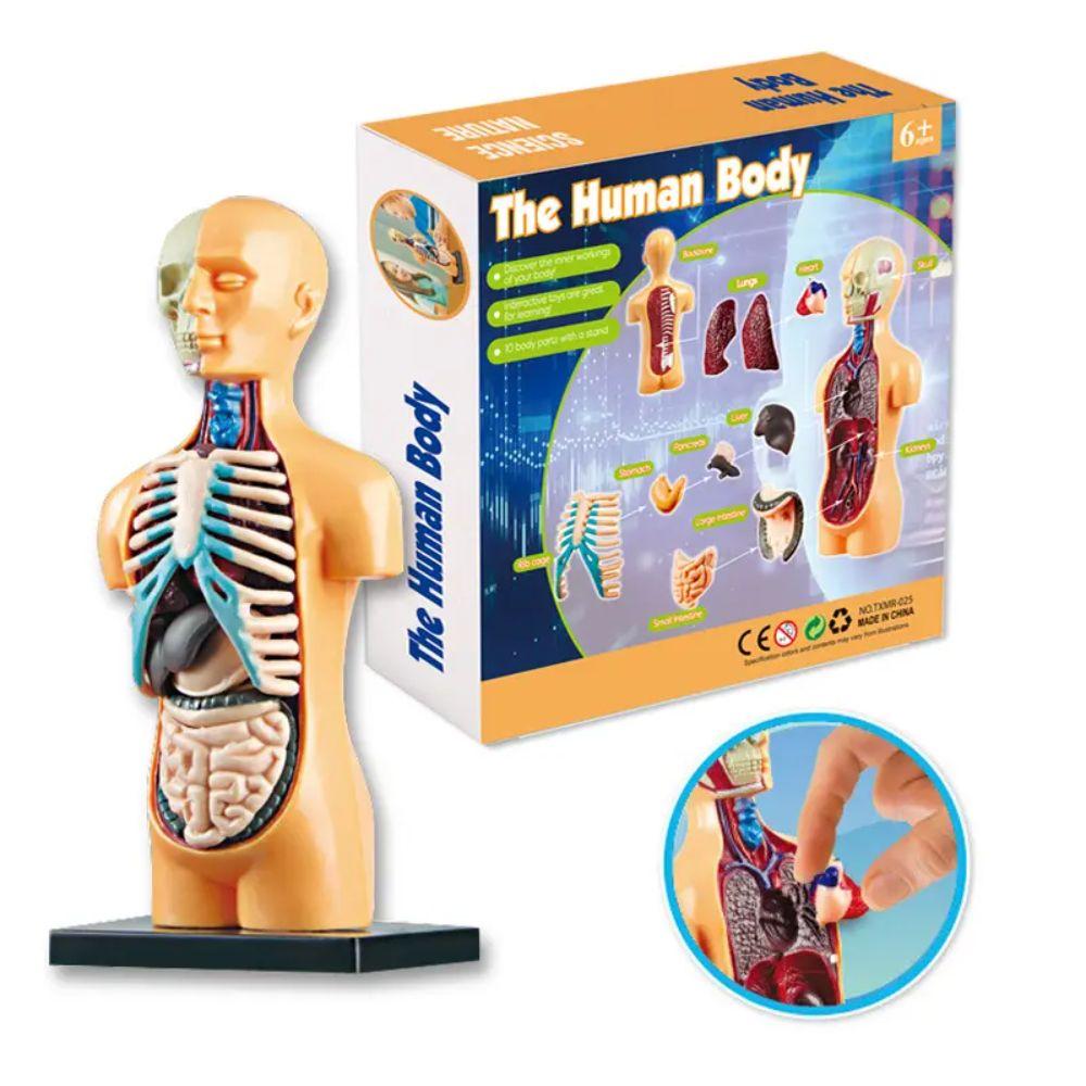 Modelo Anatómico Cuerpo Humano Armable Juguete Científico-3