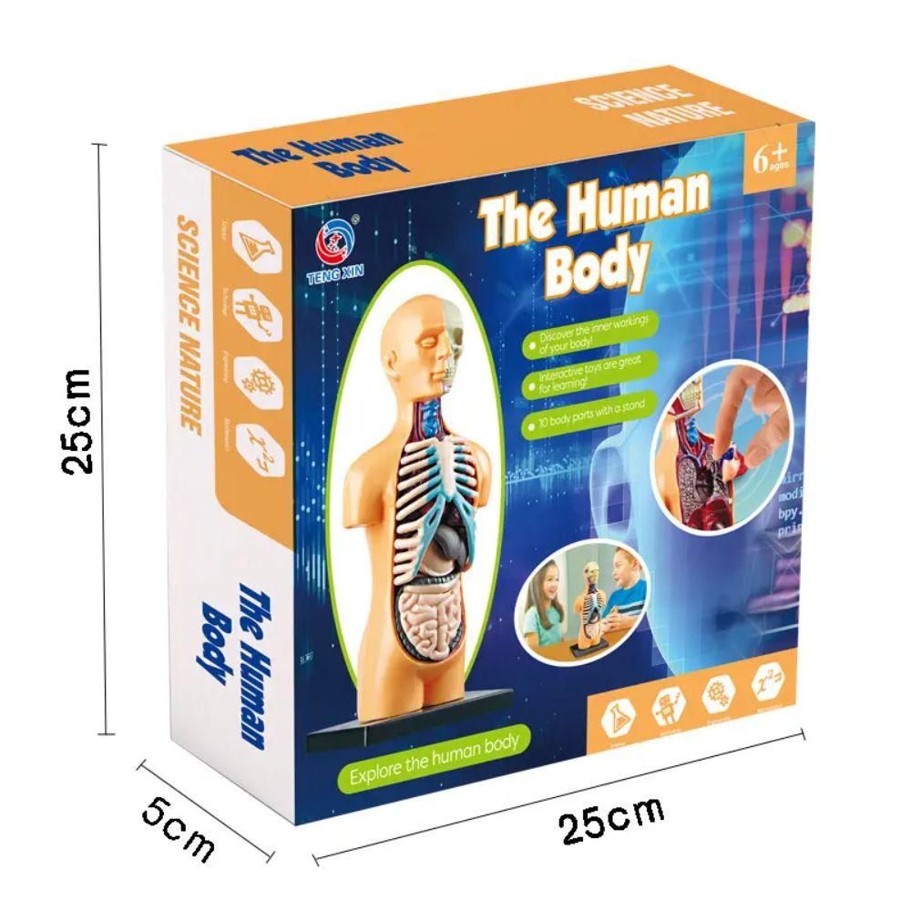 Modelo Anatómico Cuerpo Humano Armable Juguete Científico-4