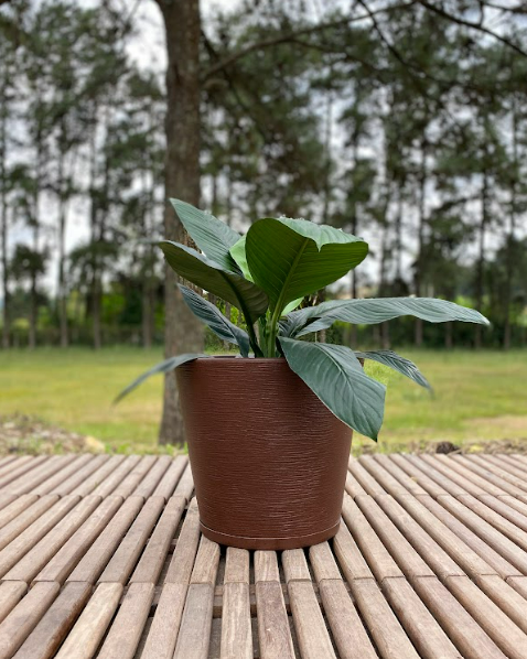 MACETERO FLORIDIS GENEBRA CAFE 35CM CON PLATO-3