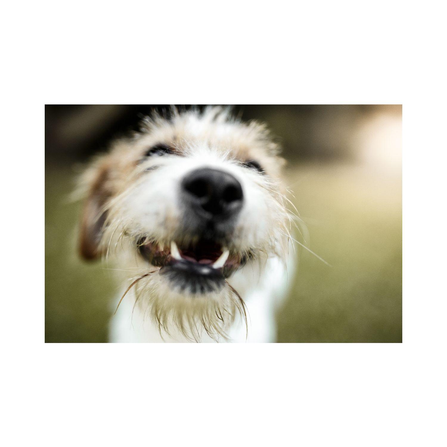 Guante Para Peinar Y Acariciar Mascotas Gatos Y Perros.-3