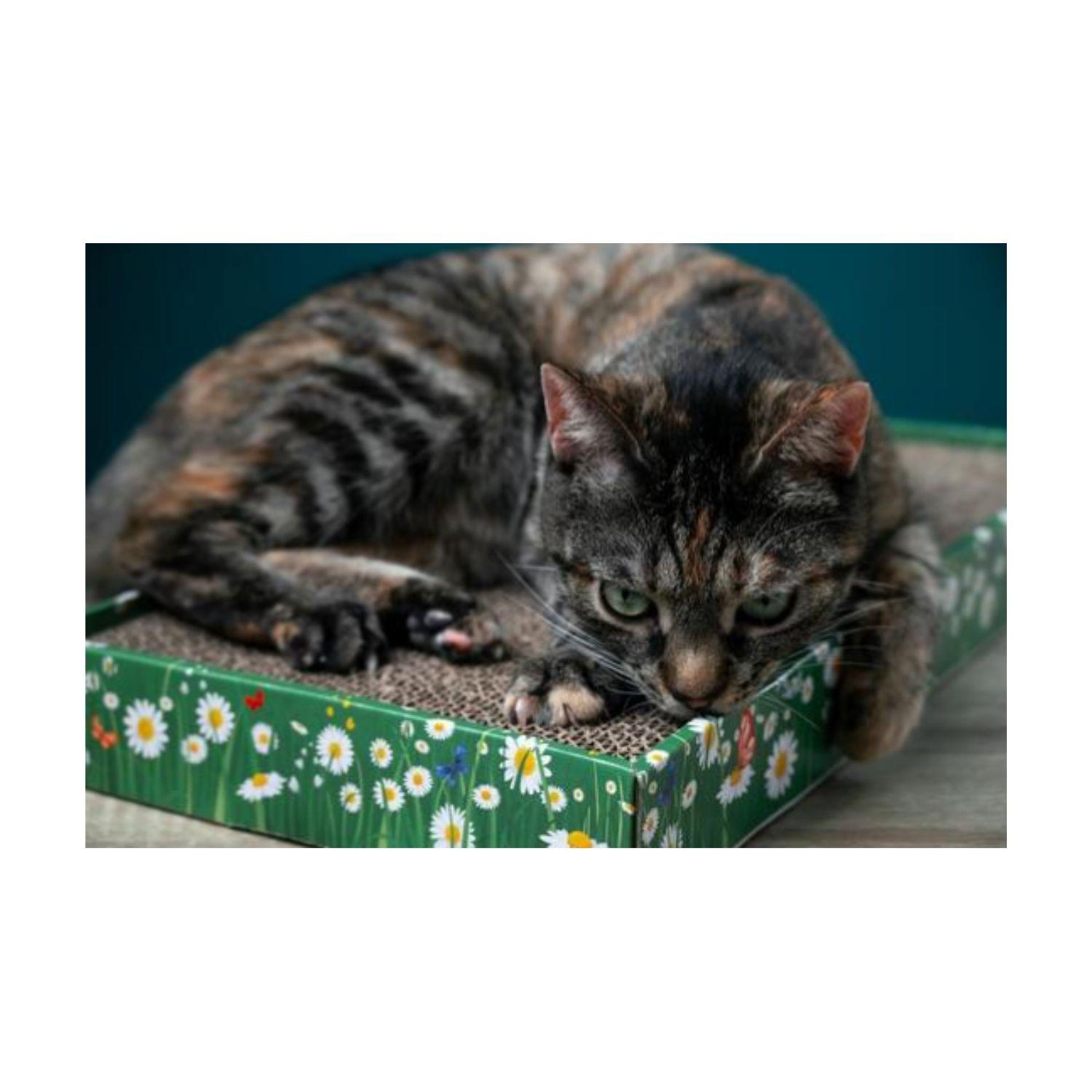 Divertido Juguete Para Gatos Atrapa Al Ratón Con Rascador-5