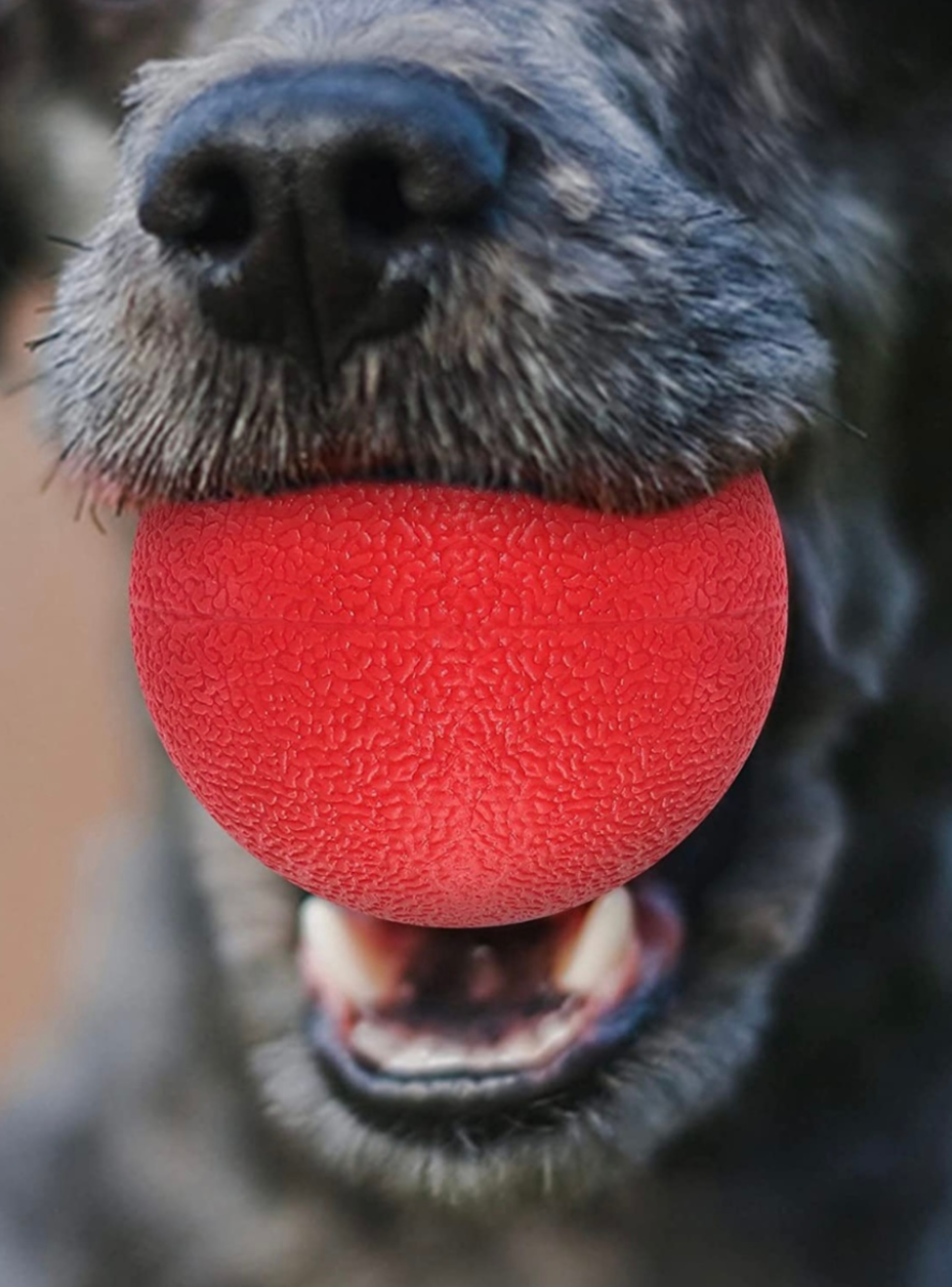 Pelota De Goma Roja Extra Dura Para Perro Saltarina Entrenamiento-3