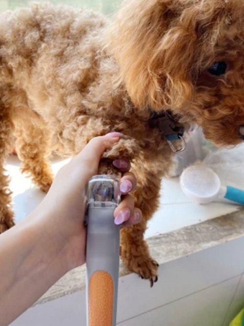Cortauñas para mascotas con luz led perros y gatos profesional Tijera iluminada-4