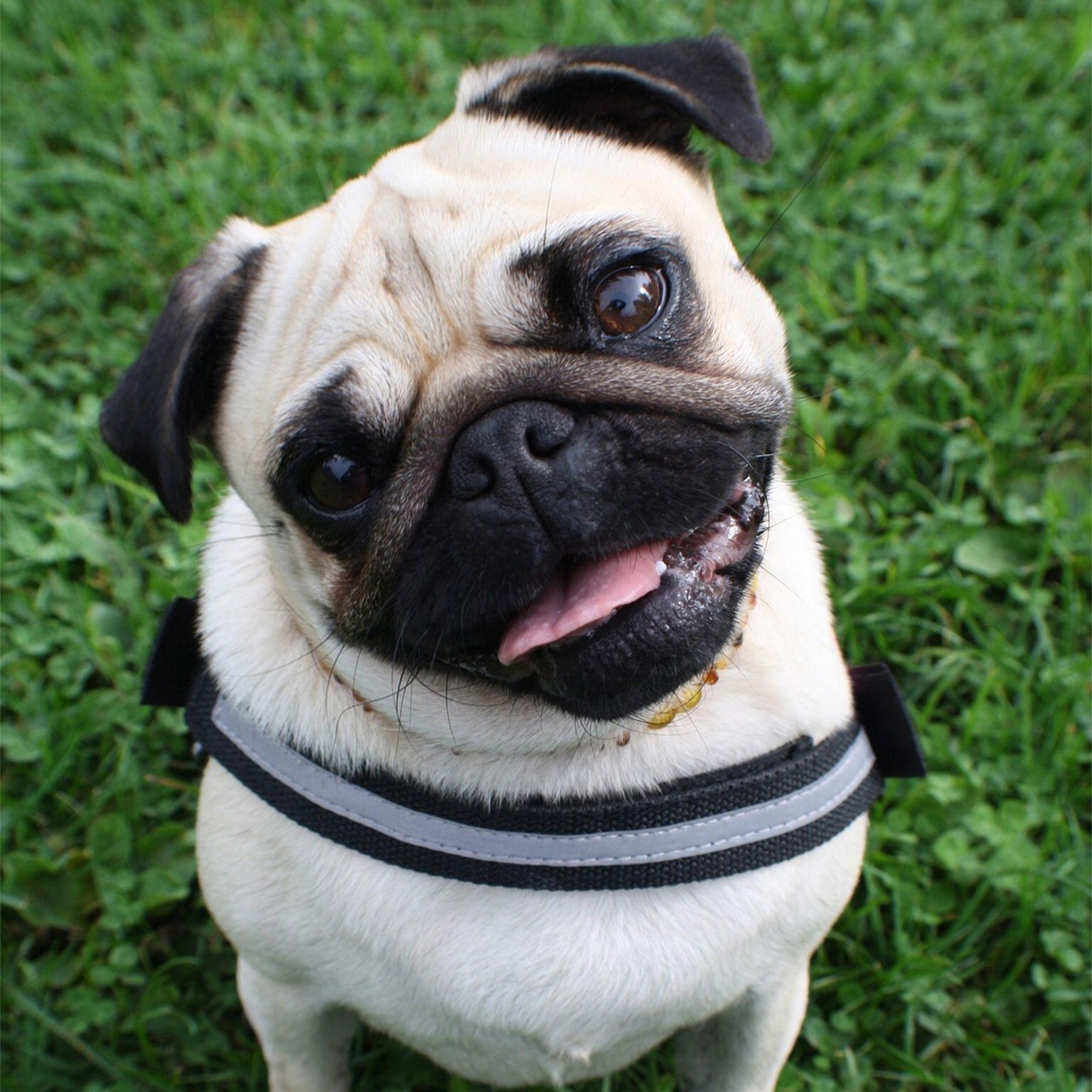 Gorra Pug Verde Chinitown-4