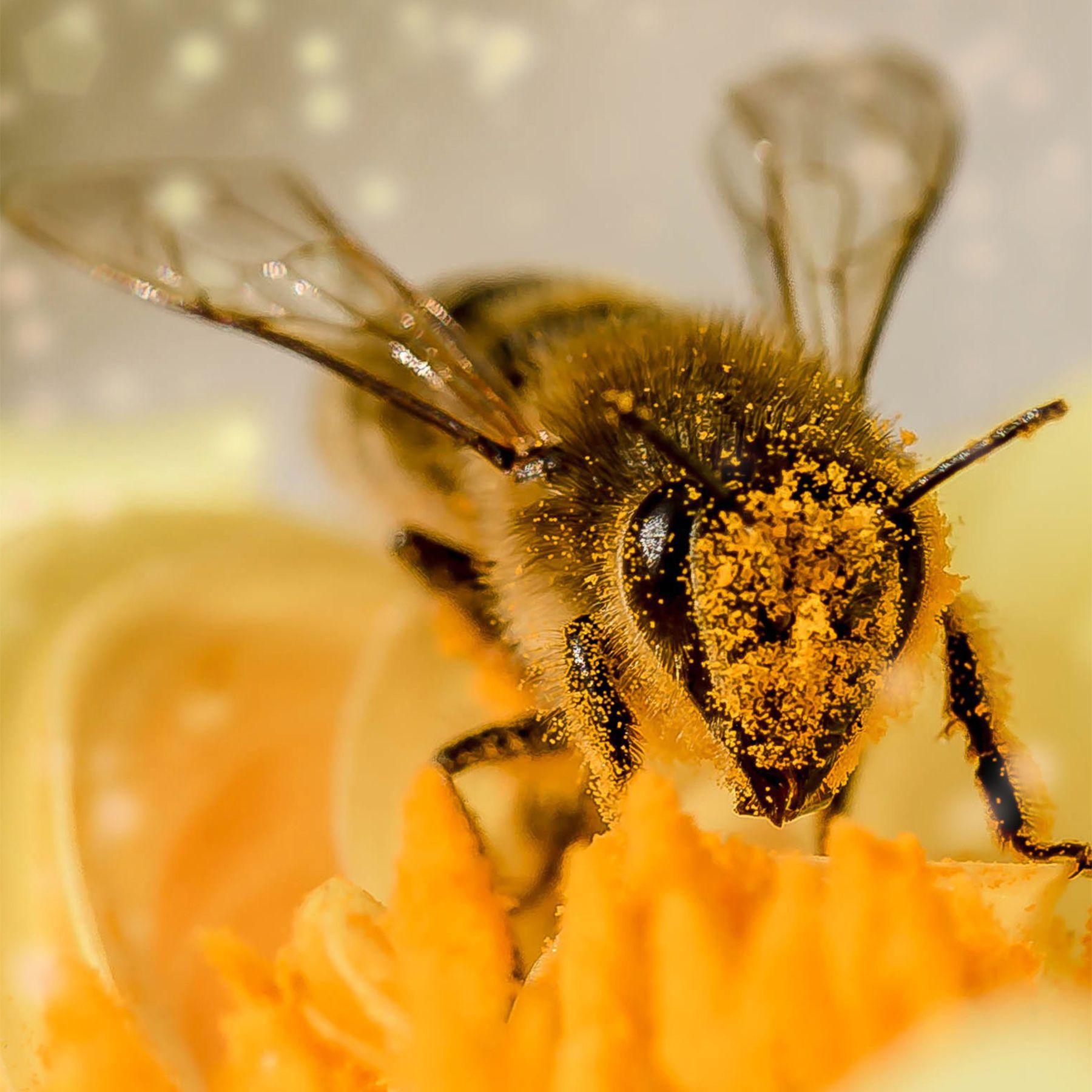 Gorra Abeja Reina Beige Chinitown-4