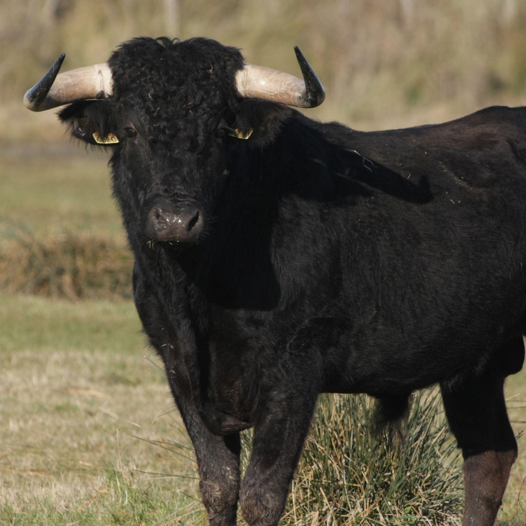 Gorra Toro Rojo Negro Chinitown-4