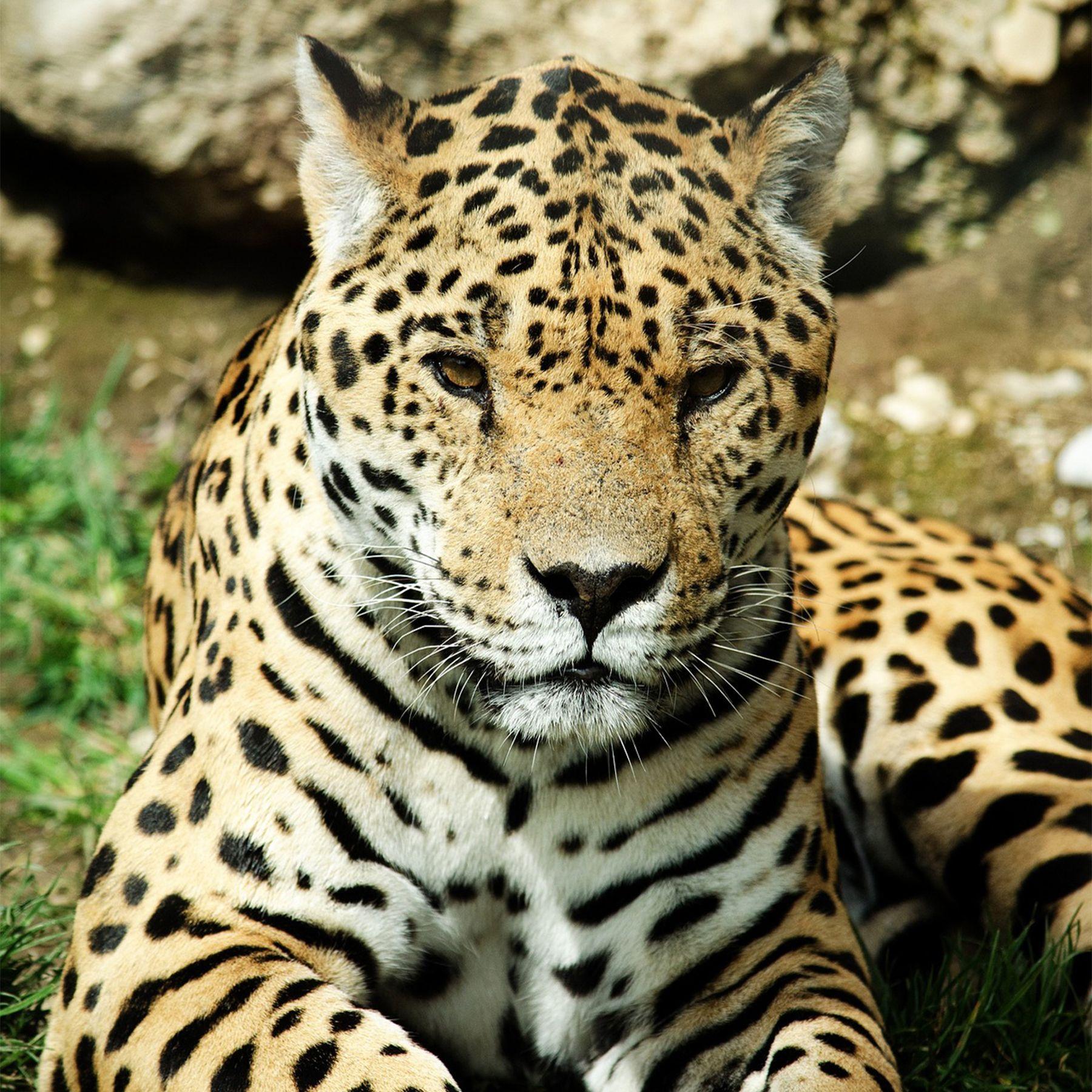 Gorra Jaguar Negro Blanco Chinitown-3