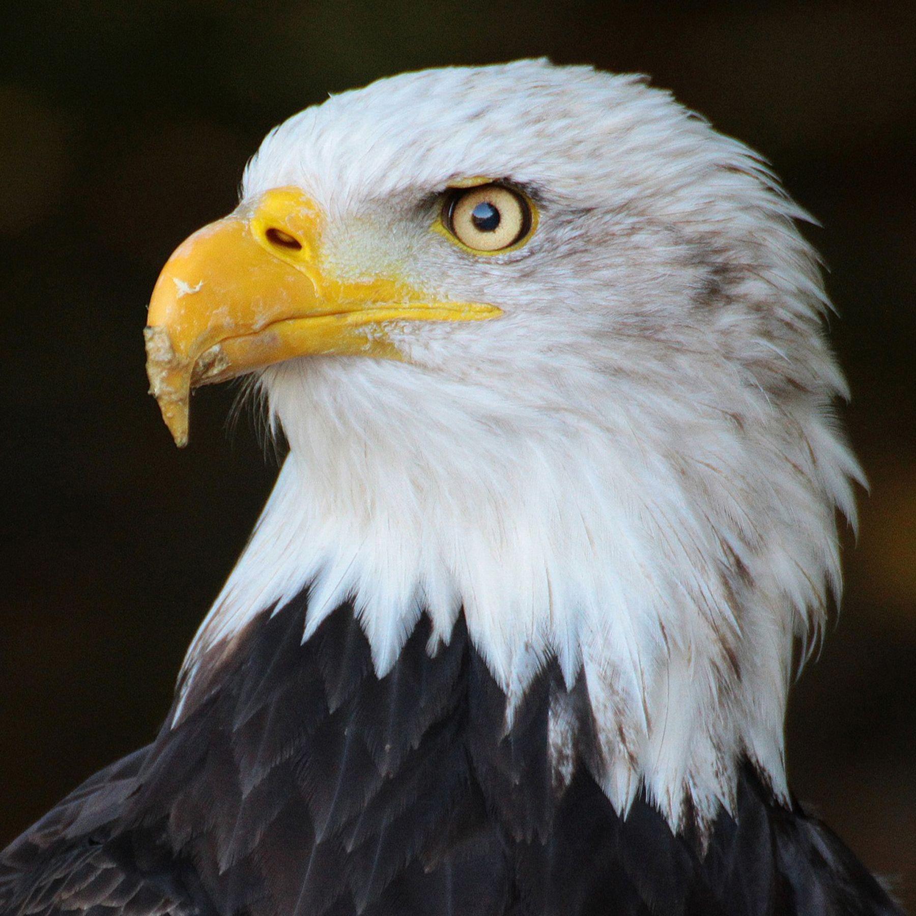 Gorra Aguila Blanco Chinitown-4