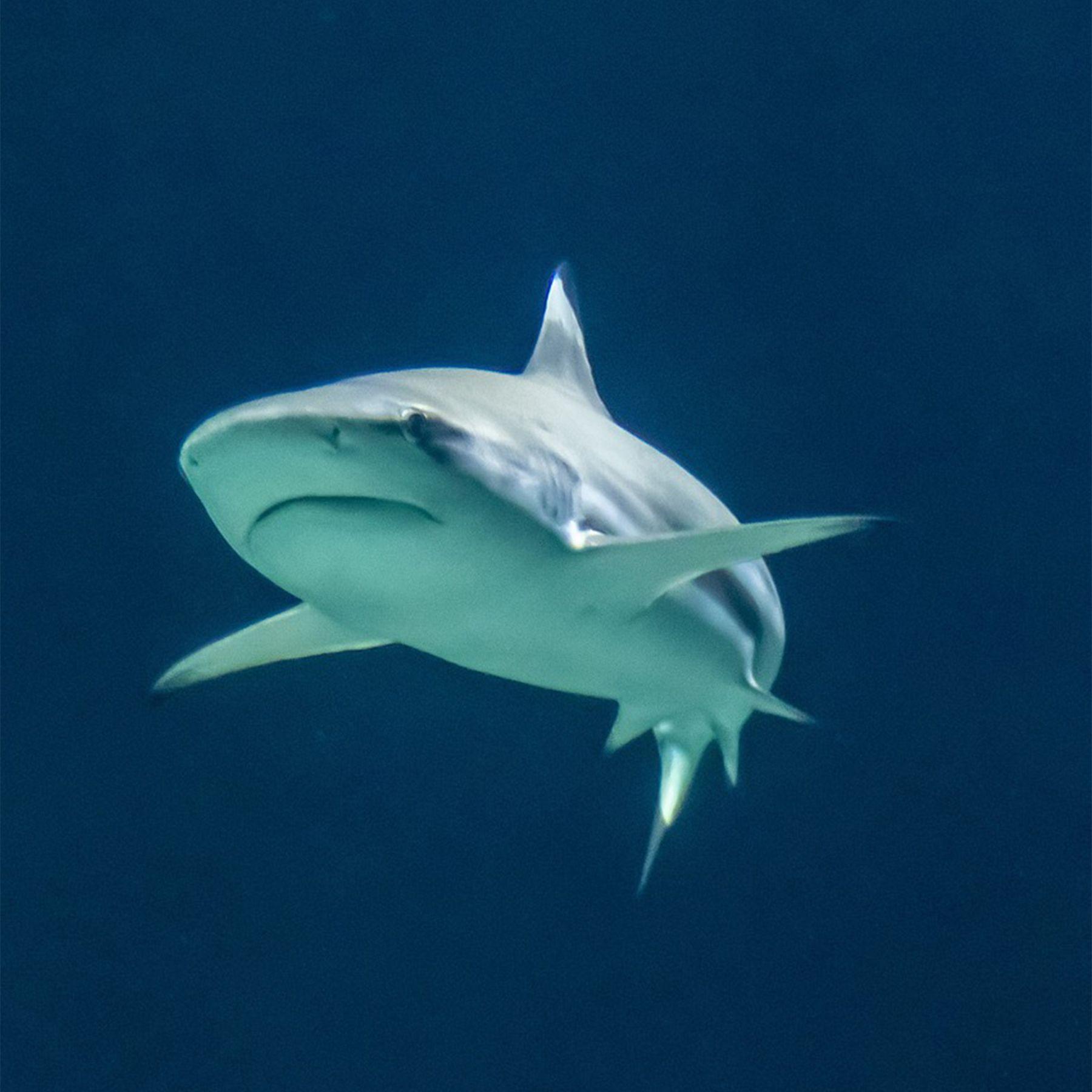 Gorra Tiburón Blanco Verde Chinitown-4