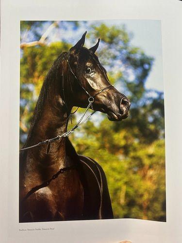Libro The Arabian Horse - Caballos Arabes - Konemann/idiomas-2