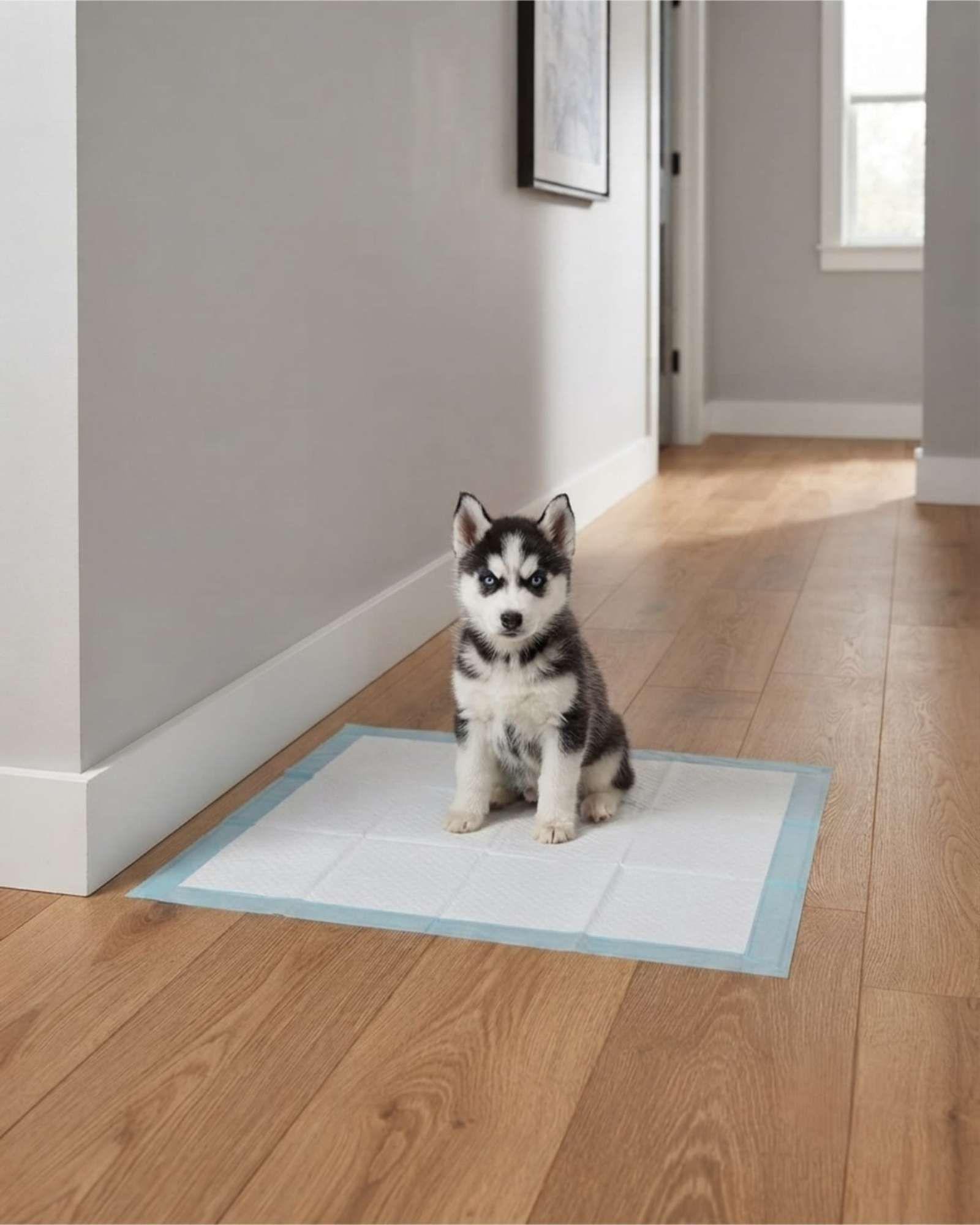 Almohadilla Talla M Para Perros De 45cmx60cm 50u-0