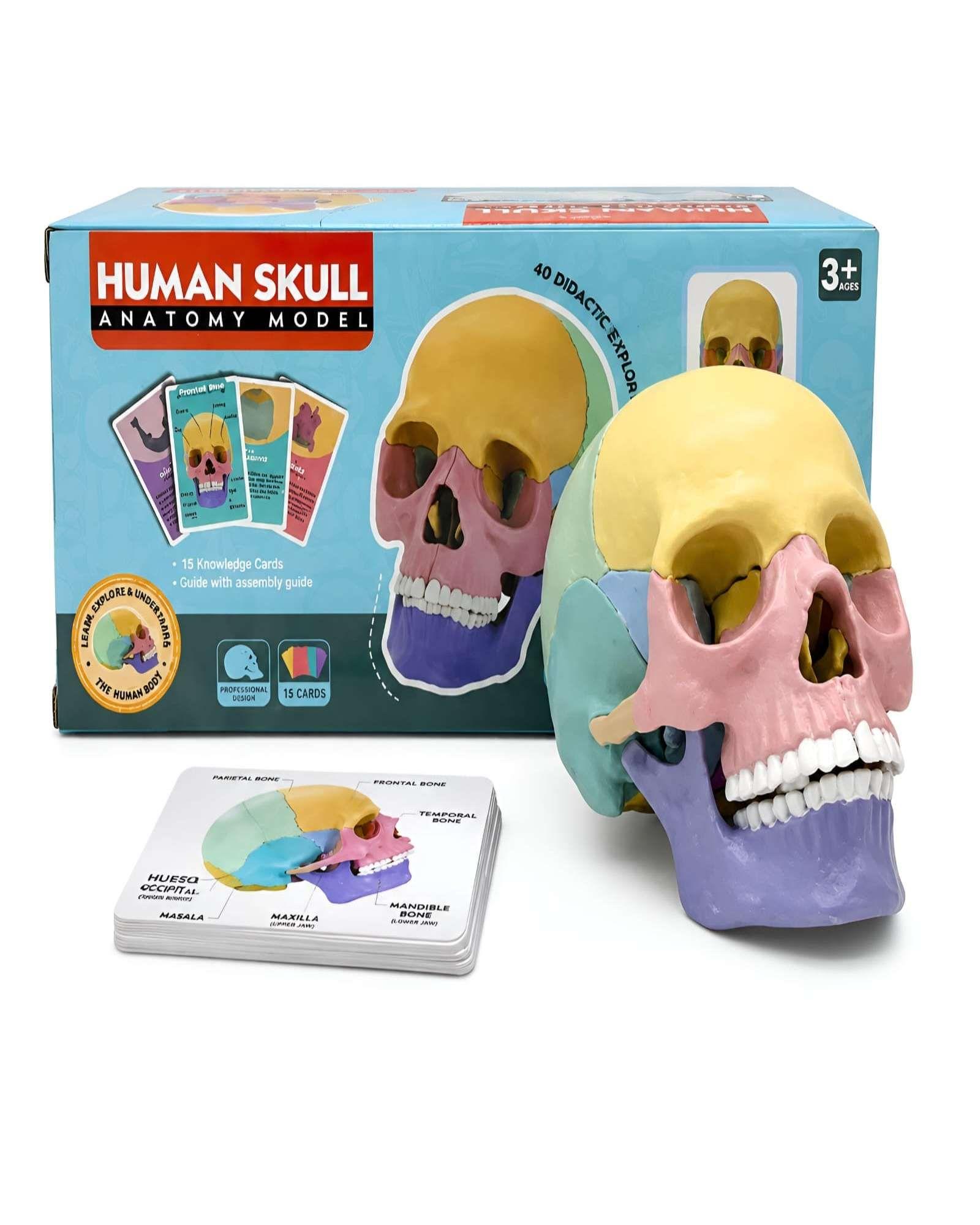 Set de Ciencia Infantil Craneo Humano Didactico con Tarjetas Educativas-5