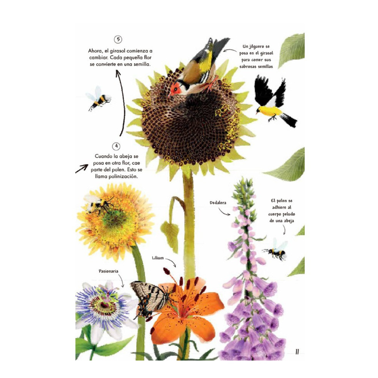 Mi primer libro de la Naturaleza-2