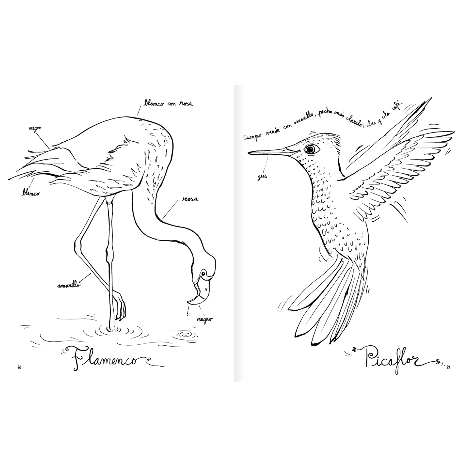 Pintapájaros-4