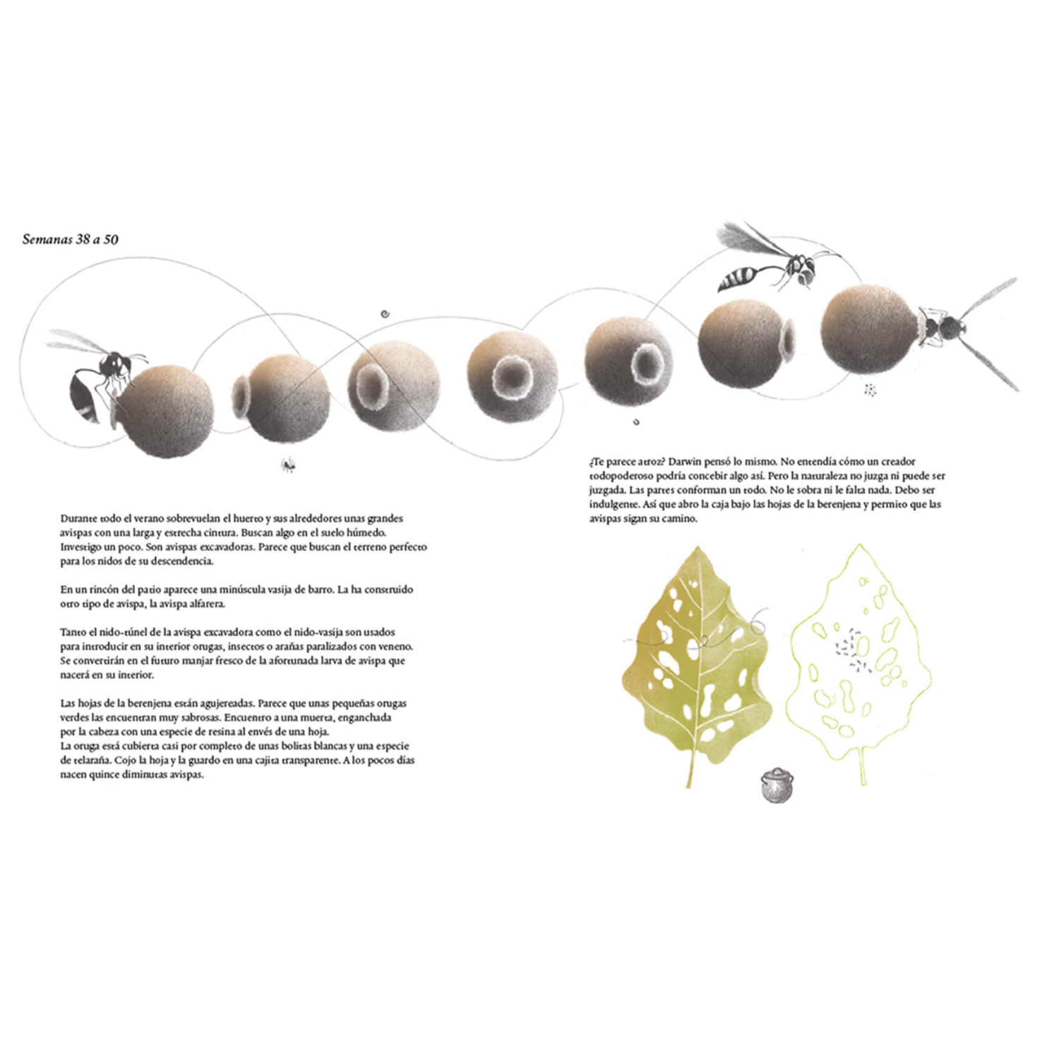 Mil tomates y una rana: historia de un huerto-2