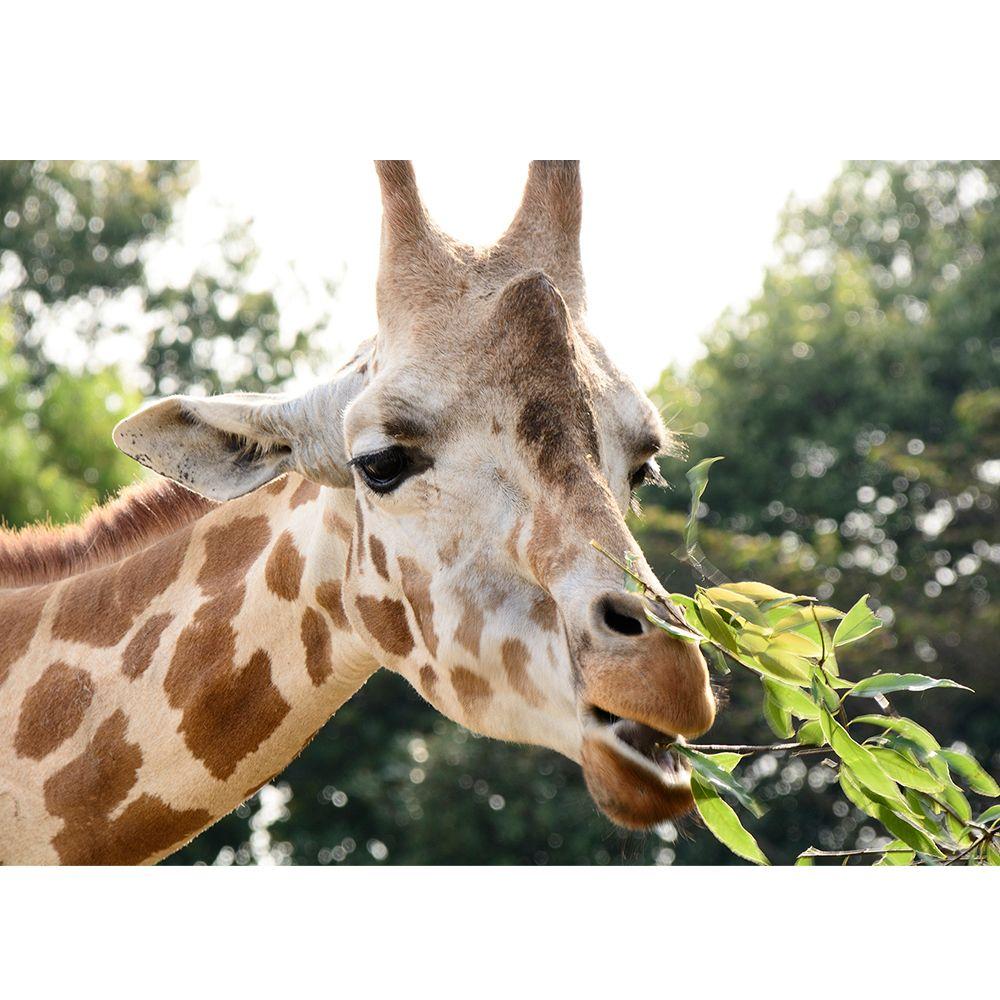 Lente Tamron B018N AF 18-200mm F 3.5-6.3 Di II VC Para Nikon-5