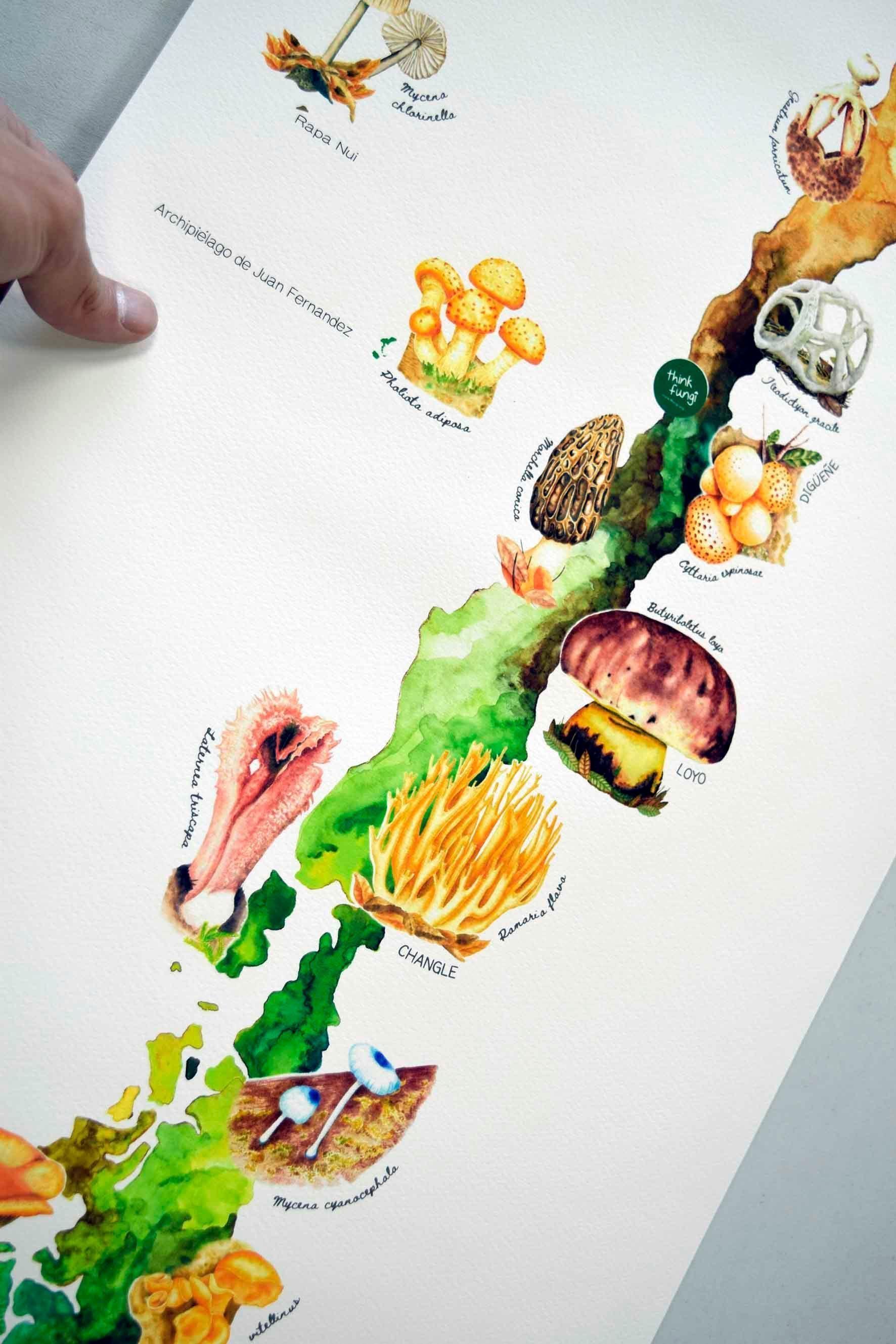 Mapa de Chile con Hongos - Lámina-3