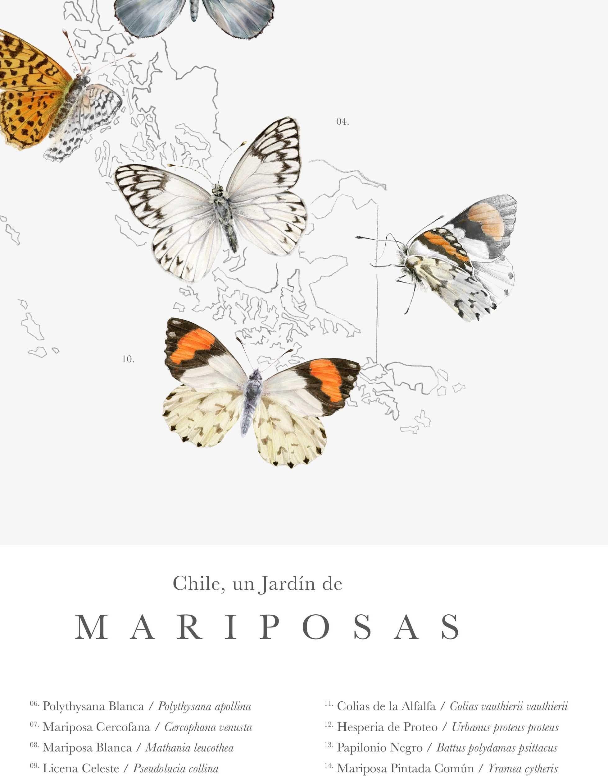 Mapa de Chile un Jardín de Mariposas - Lámina-2