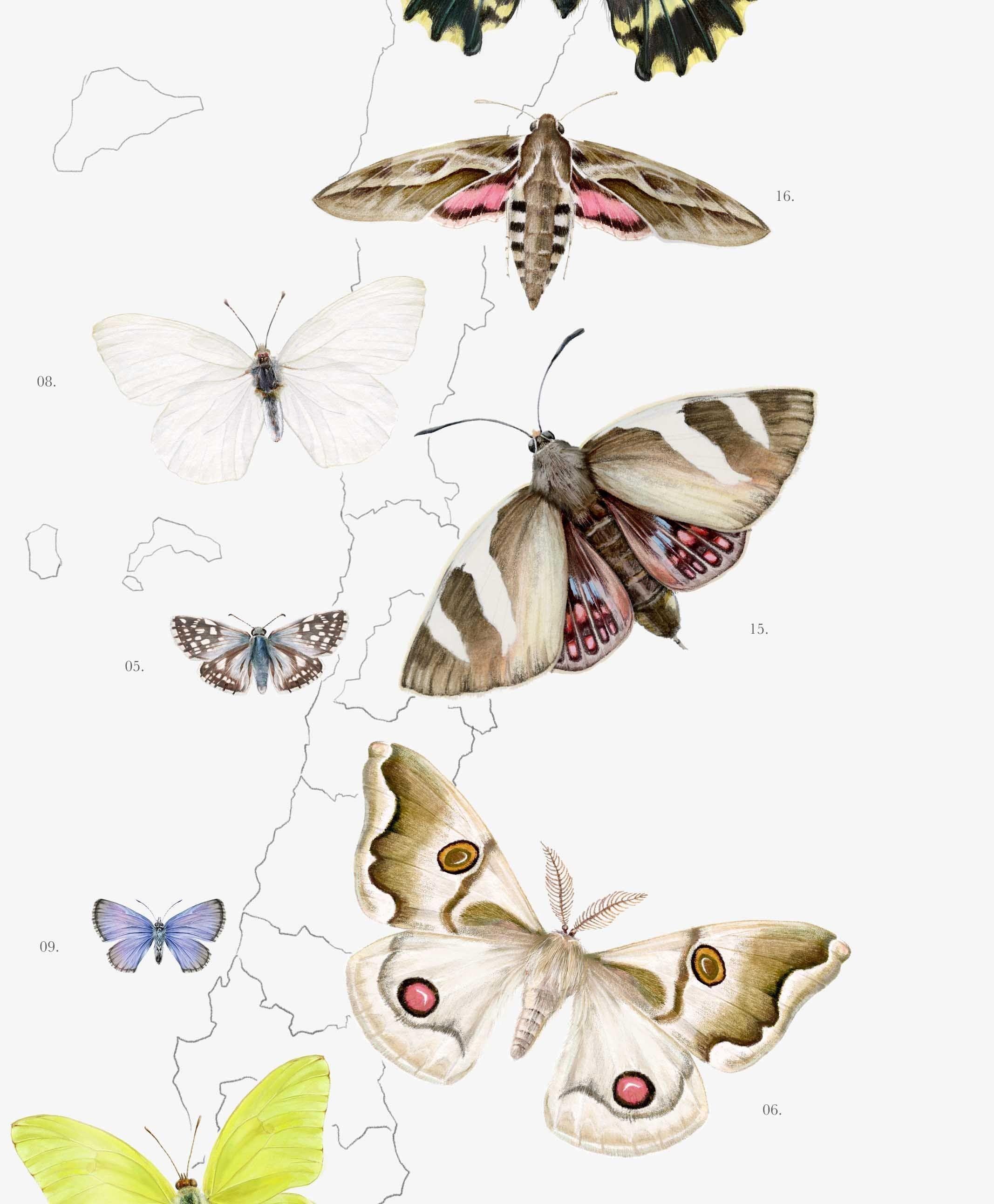 Mapa de Chile un Jardín de Mariposas - Lámina-1