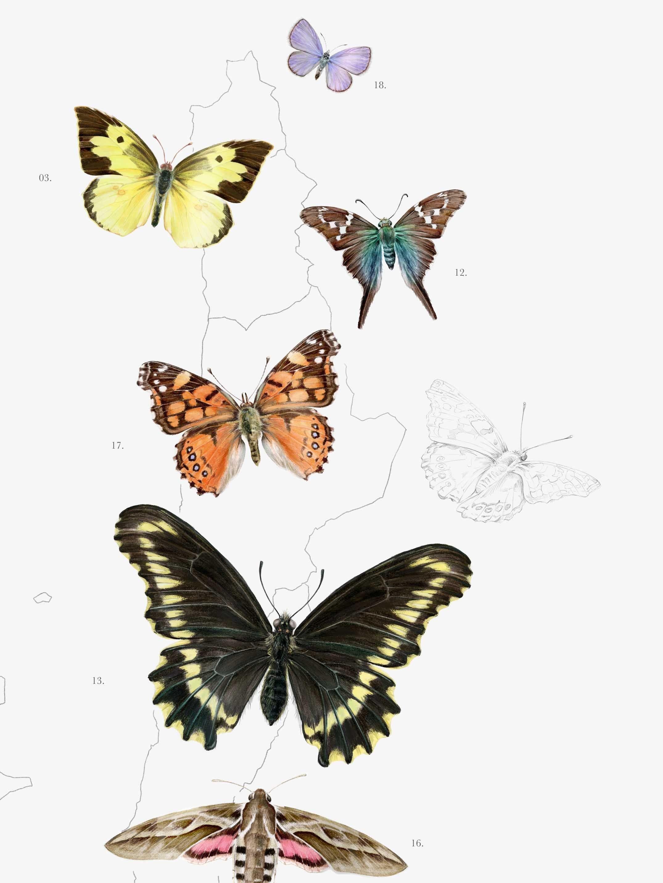 Mapa de Chile un Jardín de Mariposas - Lámina-3