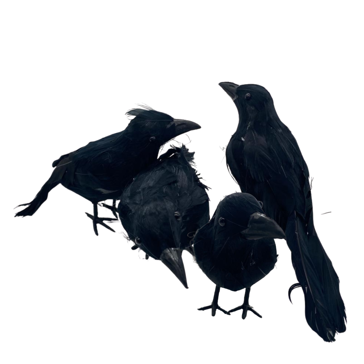 Pack 4 Cuervos Realista Emplumado Negro Halloween 2025-1