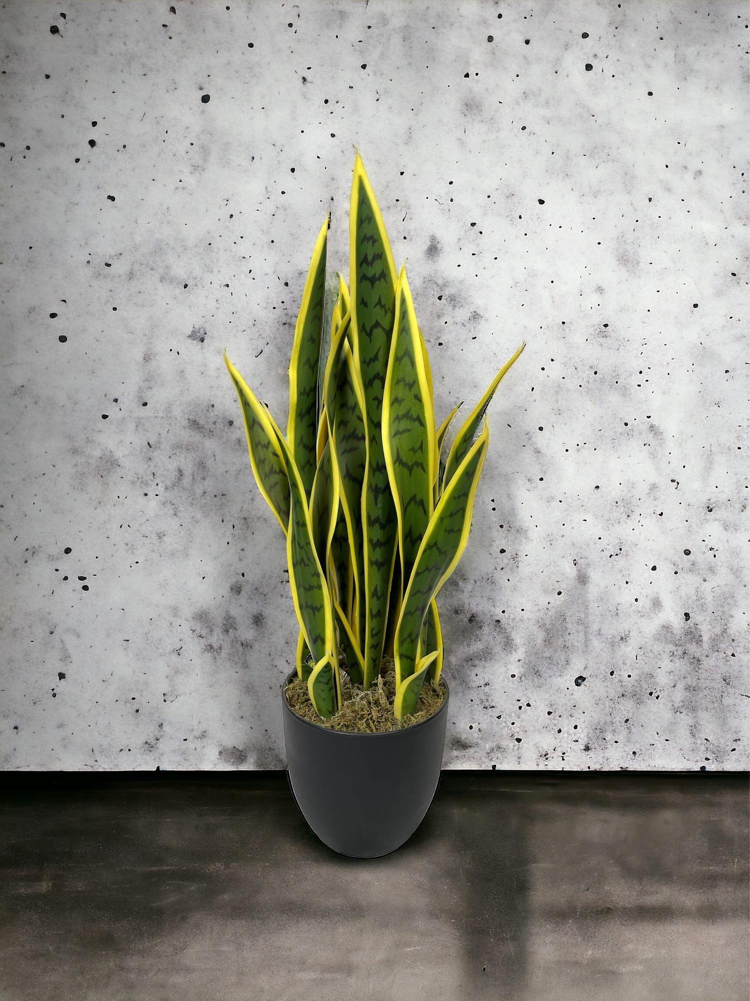 Sanseviera Amarilla de 69cm Artificial | Estilo Natural para Interiores y Vitrinas-4