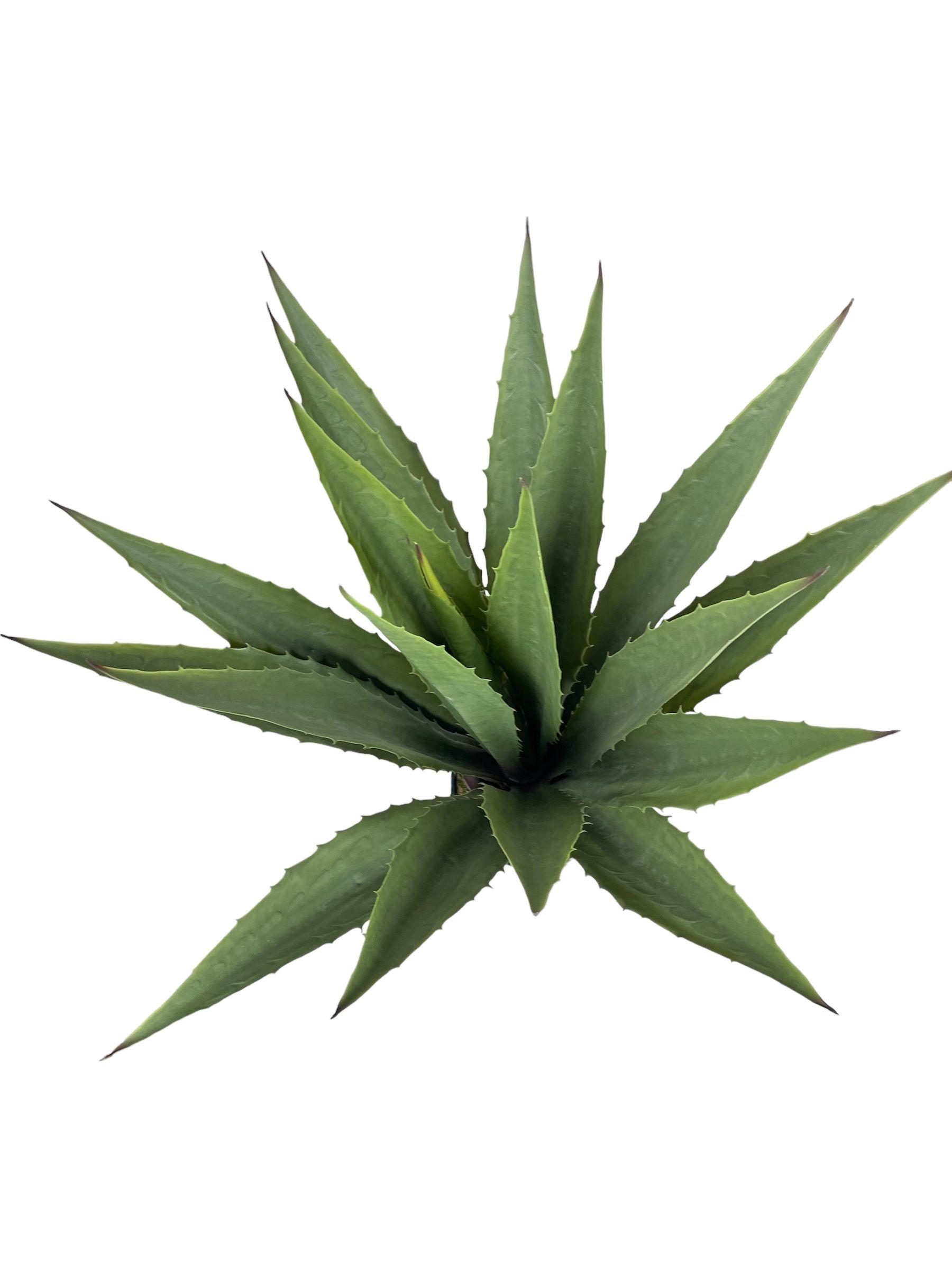 Planta Artificial Agave Acerrado 98cm-3