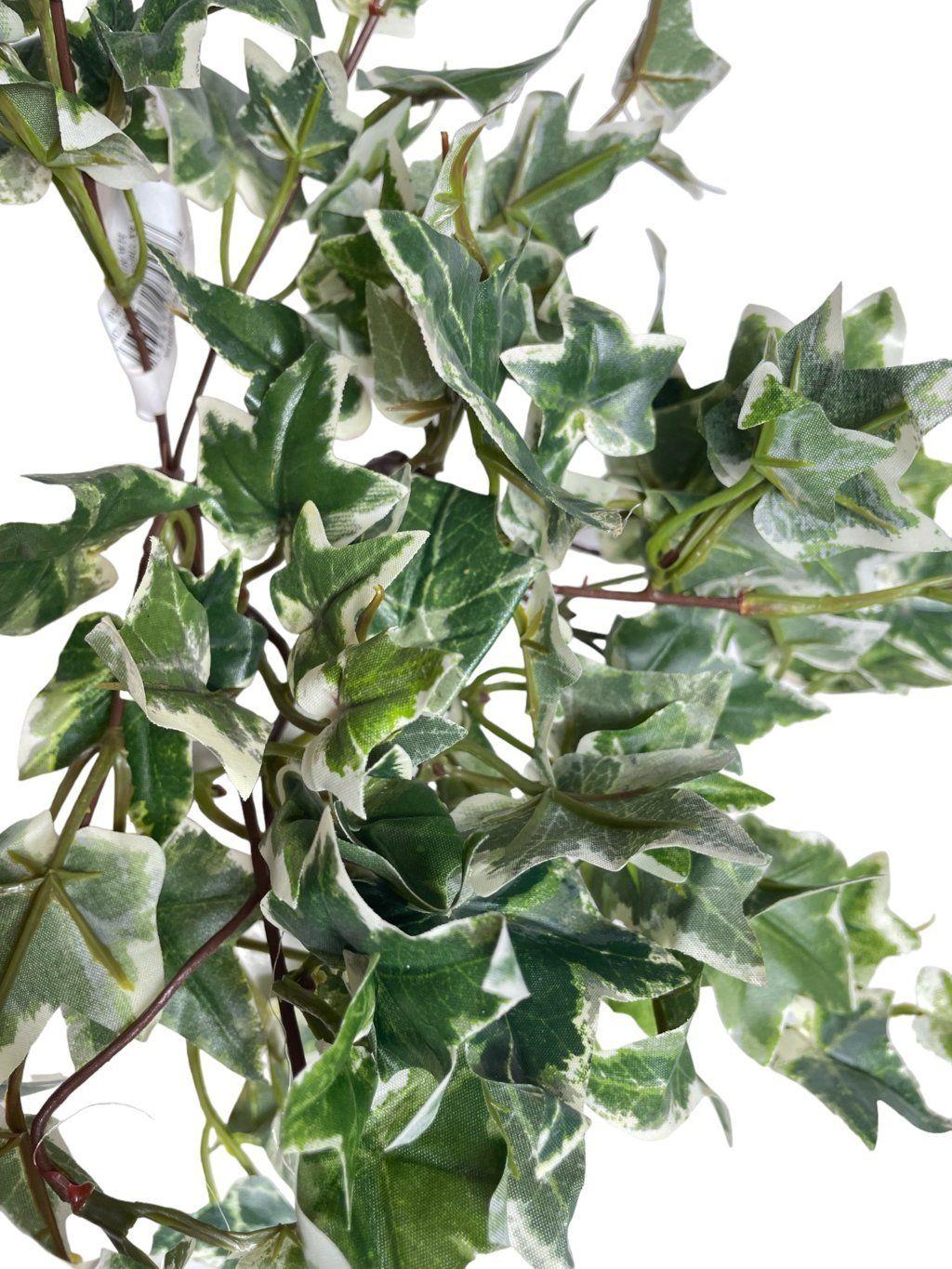 Hiedra Inglesa Mini Variegada 30cm-2