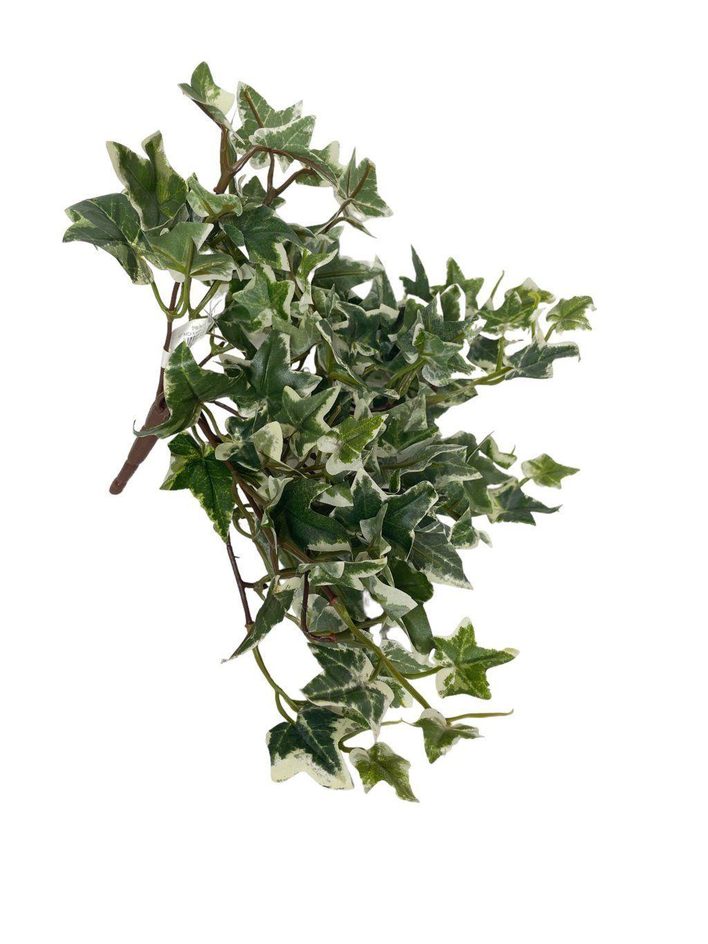 Hiedra Inglesa Mini Variegada 30cm-3