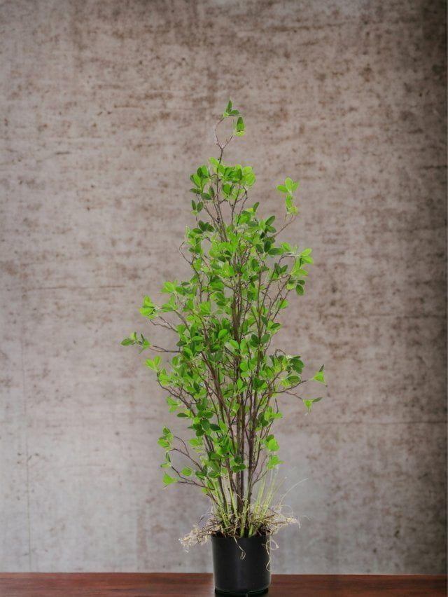 Arbusto Hoja Chica 122cm Artificial | Estilo Natural para Interiores y Vitrinas-2