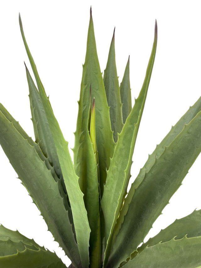 Agave Verde Acerrado de 98cm Artificial | Estilo Natural para Interiores y Vitrinas-2