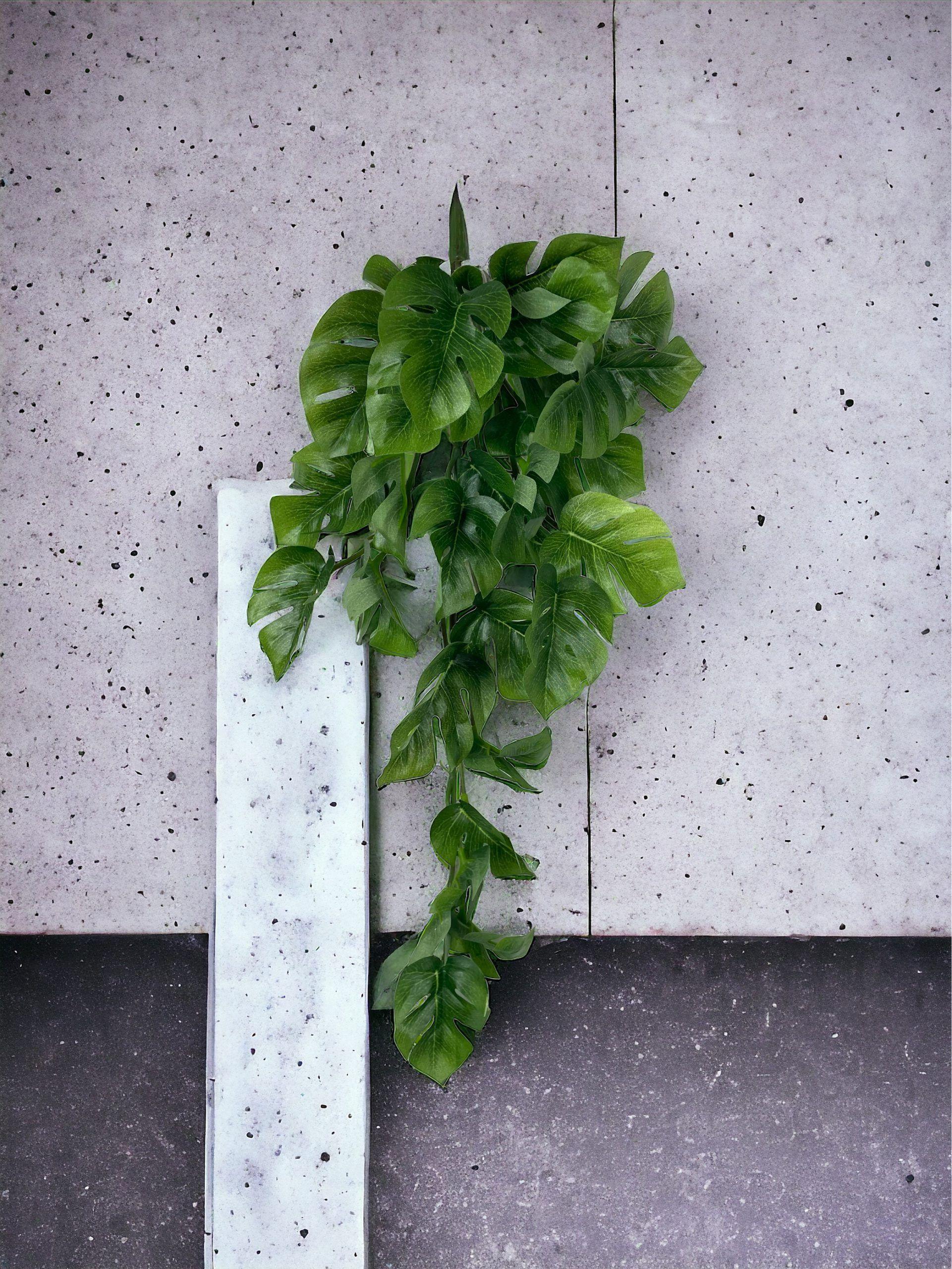 HIEDRA COLGANTE SPATIPHILIUM 46CM COREL -2